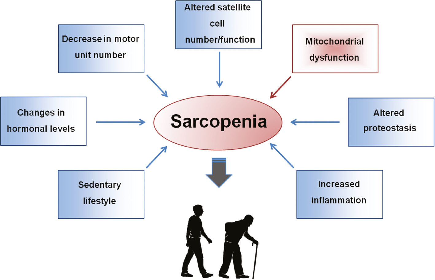 Figure 1: Age-related fiber atrophy and loss characterizing sarcopenia have been attributed to a wide range of factors, including sedentary lifestyle, declines in anabolic hormone levels, decreased motor unit number, reduced satellite cell number/function, mitochondrial dysfunction, altered proteostasis and chronic inflammation.Mitochondrial dysfunction (highlighted in red) is especially relevant to fiber atrophy due to reduced oxidative capacity and increased levels of oxidative stress and damage.