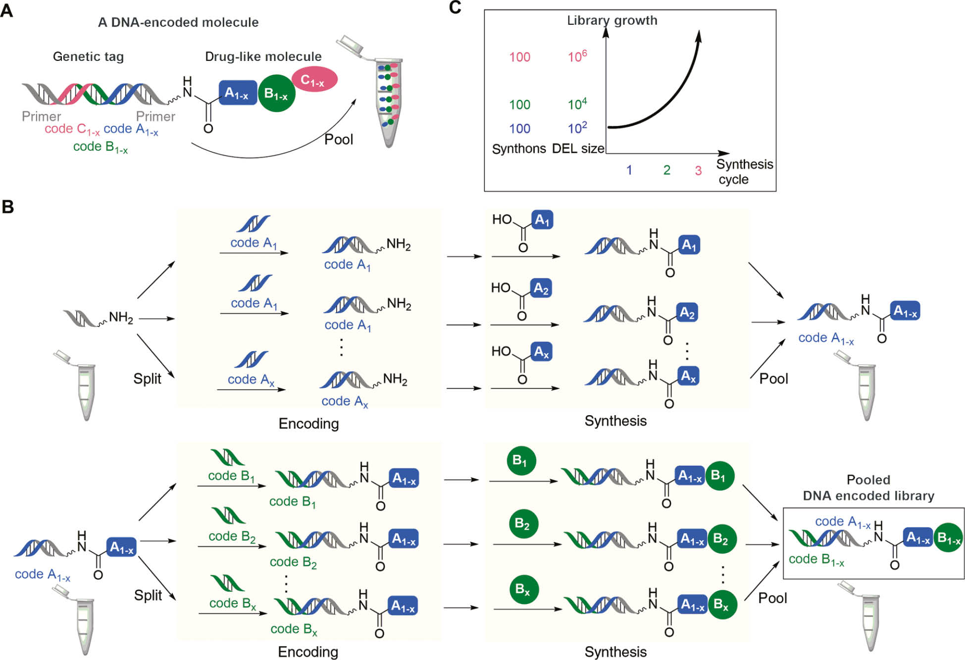Figure 2: Encoded compound library synthesis.(A) Structure of a DNA-tagged drug-like small molecule, collections of DNA-tagged compounds are pooled to vast mixtures; wavy bond: linker, usually a short polyethylene glycol. (B) Synthesis of DNA-encoded libraries through iterative, combinatorial cycles of alternated DNA-tagging and organic preparative synthesis steps (‘split-and-pool synthesis’). (C) The combinatorial workflow leads to exponential growth of DELs.