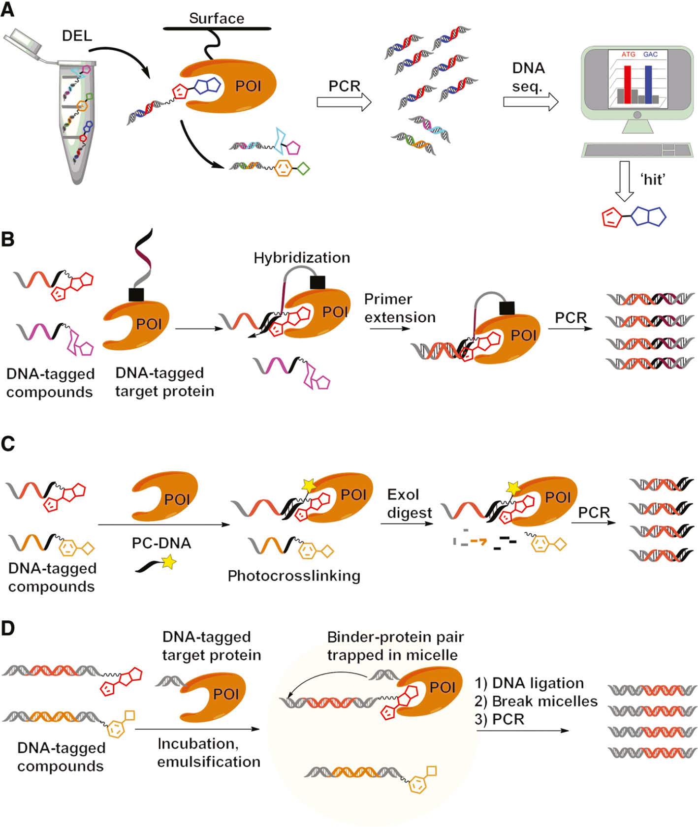 Figure 4: Selection assay formats for identification of protein binders from DELs.(A) A protein of interest (POI) is immobilized on a surface and incubated with an aliquot of the DEL. Depletion of the non-binding compounds by washing steps is followed by elution of the binding compounds. The DNA-tags of the selected library are PCR amplified and sequenced by massive parallel sequencing. (B) Interaction-dependent PCR/interaction determination using unpurified proteins (IDPCR/IDUP). (C) DNA-programmed affinity labeling (DPAL). (D) Identification of protein binders by ‘binder trap enrichment’ (BTE).