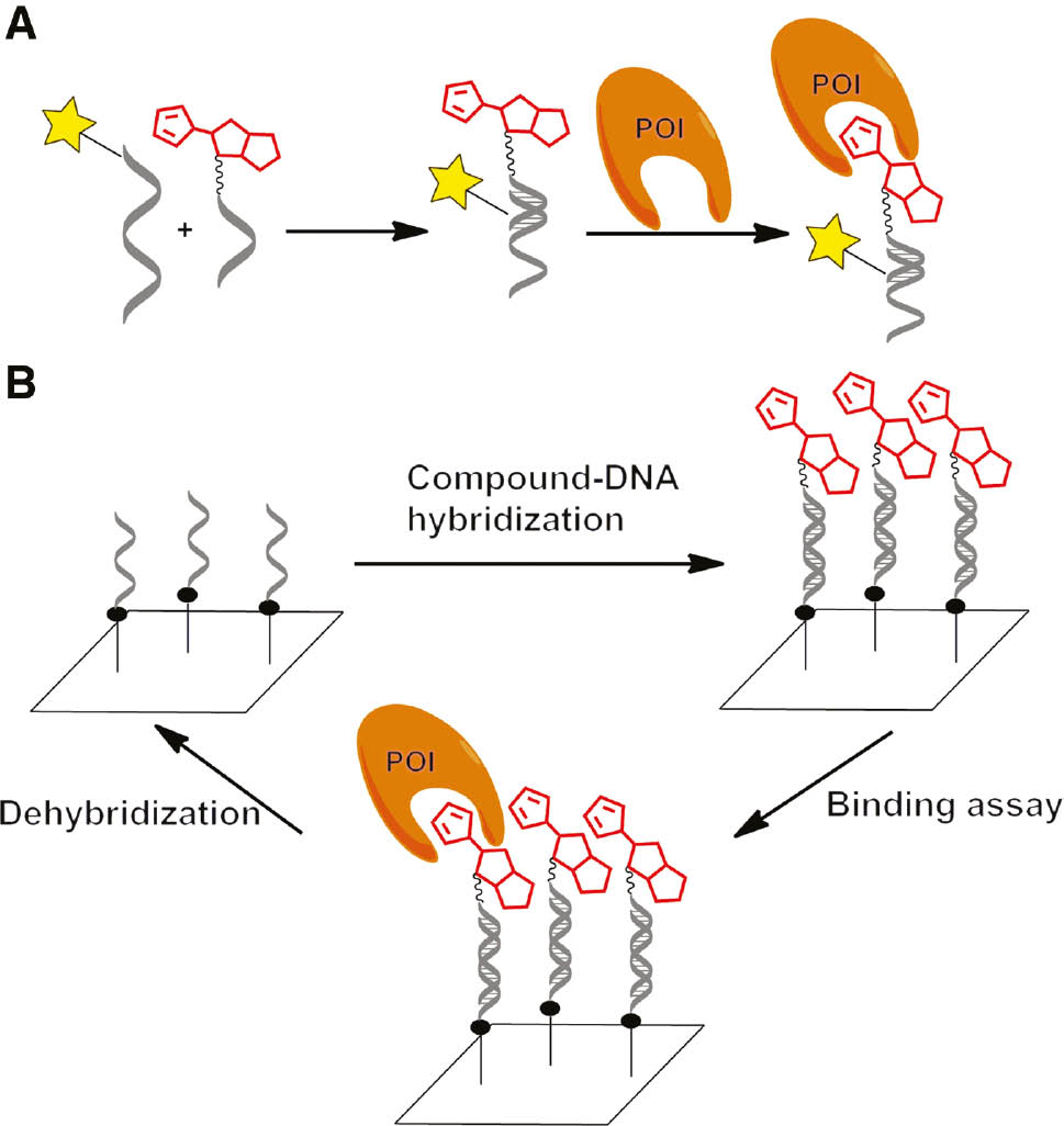 Figure 5: Validation of compounds identified from DEL selections.(A) A DNA-conjugated compound is hybridized to a complementary DNA strand, labeled with a fluorescent tag which is then tested as a complex against specific target proteins in fluorescence-based techniques. (B) Schematic representation of using regenerable chips to characterize DNA-conjugated compounds. A complementary DNA-compound conjugate is hybridized to oligonucleotides on a biosensor chip. After annealing, the target protein is injected at different concentrations for measuring the binding affinity. Afterwards the DNA-tagged compound can be washed off under dehybridization/regeneration conditions. Then another DNA-compound conjugate can be immobilized on the regenerated chip and its binding affinity is measured against the same or a different target protein.