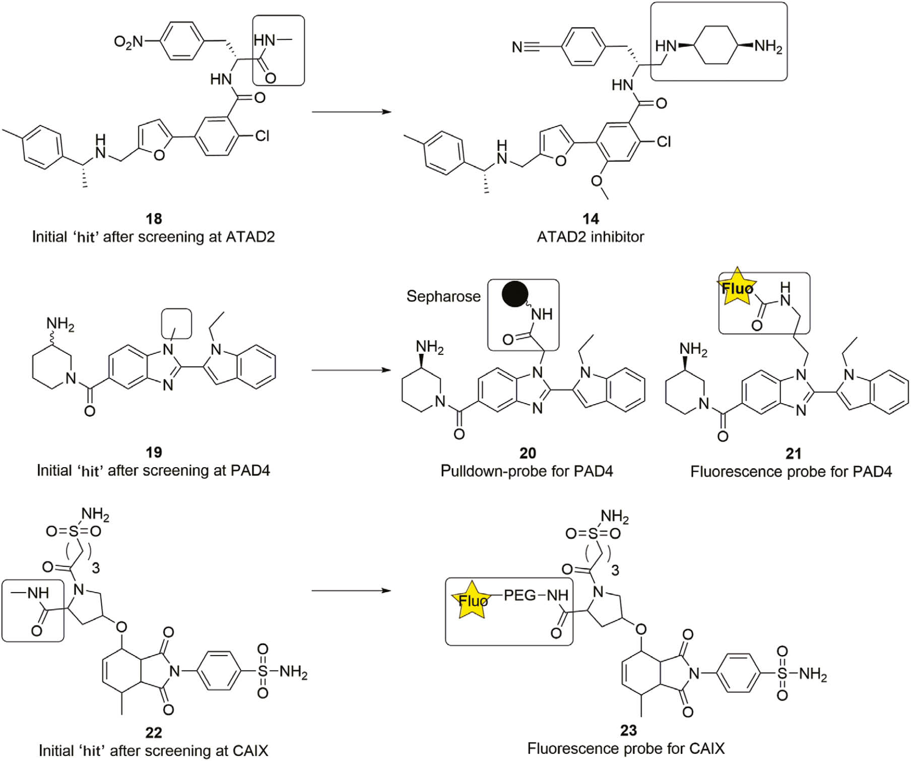 Figure 9: Examples of a compound optimized for cellular studies (14) and functional chemical probes (20, 21, 23) evolved from DEL hits.
