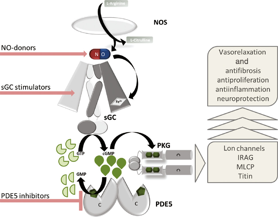 Figure 1: The NO/sGC/PKG/PDE signaling cascade and the major pharmacological intervention sites.NO binds to the heme group of the sGC and triggers the formation of cGMP which activates PKG. Cleavage of cGMP by PDE5 terminates the signaling. The pathway can be pharmacologically targeted by NO-donors, sGC stimulators and PDE5 inhibitors. It is known to regulate PKG-dependent vasorelaxation, and in addition, it also has an impact on fibrosis, proliferation, inflammation and neuronal function.