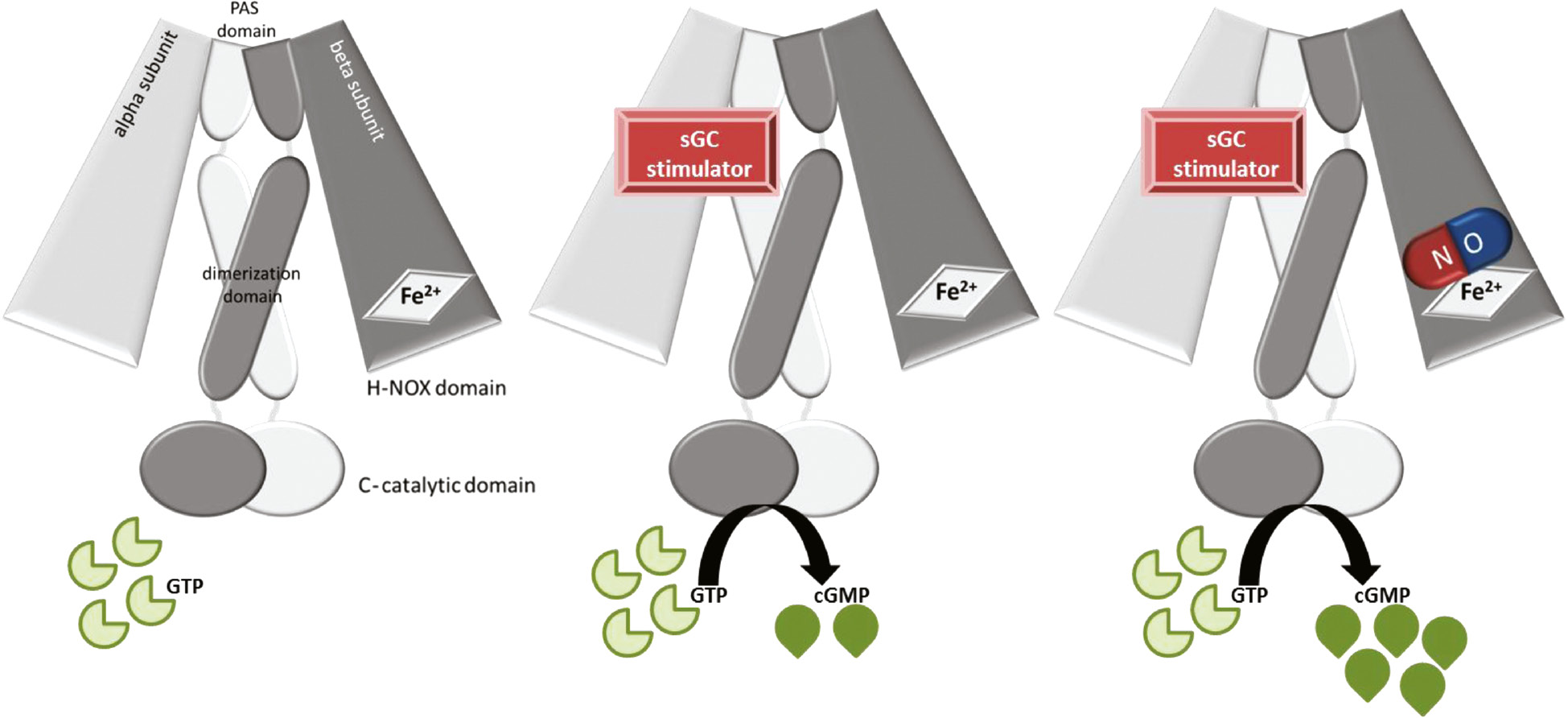 Figure 3: The heterodimeric structure of sGC.The molecule consists of an α subunit, a β subunit which contains the N-terminal H-NOX (heme-nitric oxide) binding domain, a central dimerization domain and a C-terminal catalytic domain (left). The H-NOX domain binds NO and represents the enzyme activation site. The catalytic domain represents the cGMP producing site. The sGC stimulators most likely bind to the α subunit of sGC and also stimulate cGMP production in the absence of NO (middle). Moreover, the sGC stimulators stimulate sGC activity further when NO is bound and show synergistic effects (right).