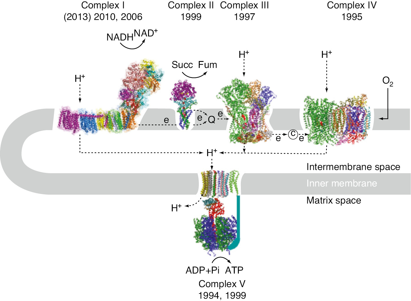Figure 1: The system of mitochondrial oxidative phosphorylation.