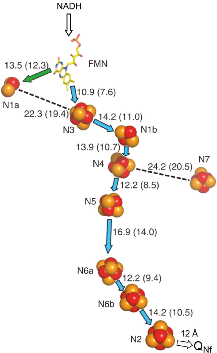 Figure 2: Arrangement of redox cofactors in Thermus thermophilus HB-8 complex I based on the X-ray structure at 3.3 Å resolution (Sazanov and Hinchliffe, 2006).The center-to-center distance of 12 Å between cluster N2 and protein-associated QNf is based on their spin-spin interaction (Yano et al., 2005).