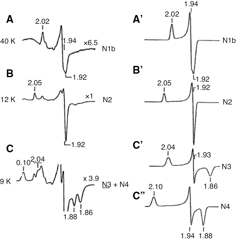 Figure 4: EPR spectra of iron-sulfur clusters in isolated bovine heart complex I reduced by 2 mm NADH.Spectra were partially resolved at different temperatures. The sample temperatures were: A, 40 K; B, 12 K; C, 9 K. EPR operating conditions: modulation amplitude, 12.5 gauss; microwave power, 5 mW. Computer simulated individual spectra of clusters N1b, N2, N3 and N4 are shown in the right column. Following simulations parameters were used: N1b, gz,y,x=2.02, 1.937, 1.922, Lz,y,x=0.88, 0.81, 1.14 (line width in mT); N2, gz,y,x=2.05, 1.924, 1.917, Lz,y,x=0.84, 0.94, 0.88; N3, gz,y,x=2.034, 1.926, 1.858, Lz,y,x=1.50, 0.70, 1.70; N4, gz,y,x=4.099, 1.936, 1.881, Lz,y,x=1.45, 0.80, 1.20. Reproduced with kind permission from Ohnishi (1998).