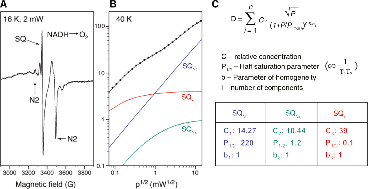 Figure 5: Analysis of power saturation curve from multiple semiquinone species.(A) EPR spectra of tightly coupled (RCR=8) and activated bovine heart SMP during steady state NADH oxidation. The concave curvature on the right of SQ indicates that CuA2+ of cytochrome c oxidase is in an oxidized state indicating aerobic condition. Sample temperature 16 K, microwave power 2 mW. (B) Power saturation profile of overlapping semiquinone signals. Sample temperature, 40 K. Power saturation data was analyzed by computer fitting to the equation shown in C. (C) D=∑i=1nCi√P/(1+P/P1/2(i))0.5bi${\rm{D}} = \sum\nolimits_{{\rm{i}} = 1}^{\rm{n}} {{{\rm{C}}_{\rm{i}}}} \surd {\rm{P}}/{(1 + {\rm{P}}/{{\rm{P}}_{1/2({\rm{i}})}})^{0.5{\rm{bi}}}}$ where Di is the amplitude of the ith type free radical; P1/2i is the half-saturation power and bi is the homogeneity parameter (P1/2 ∞ 1/T1T2 ; T1 is the spin-lattice relaxation time. T2 the spin-spin relaxation time). Blue SQNf and green SQNs signals are rotenone and piericidin A sensitive, while red SQx is not. Thus, only SQNf and SQNs species belong to complex I. In accordance, only SQNf and SQNs species are detectable in isolated complex I. In this case protein-associated SQNf and SQNs are 0.22 and 0.16 per complex I, respectively. Reproduced with kind permission from Ohnishi et al. (2012).