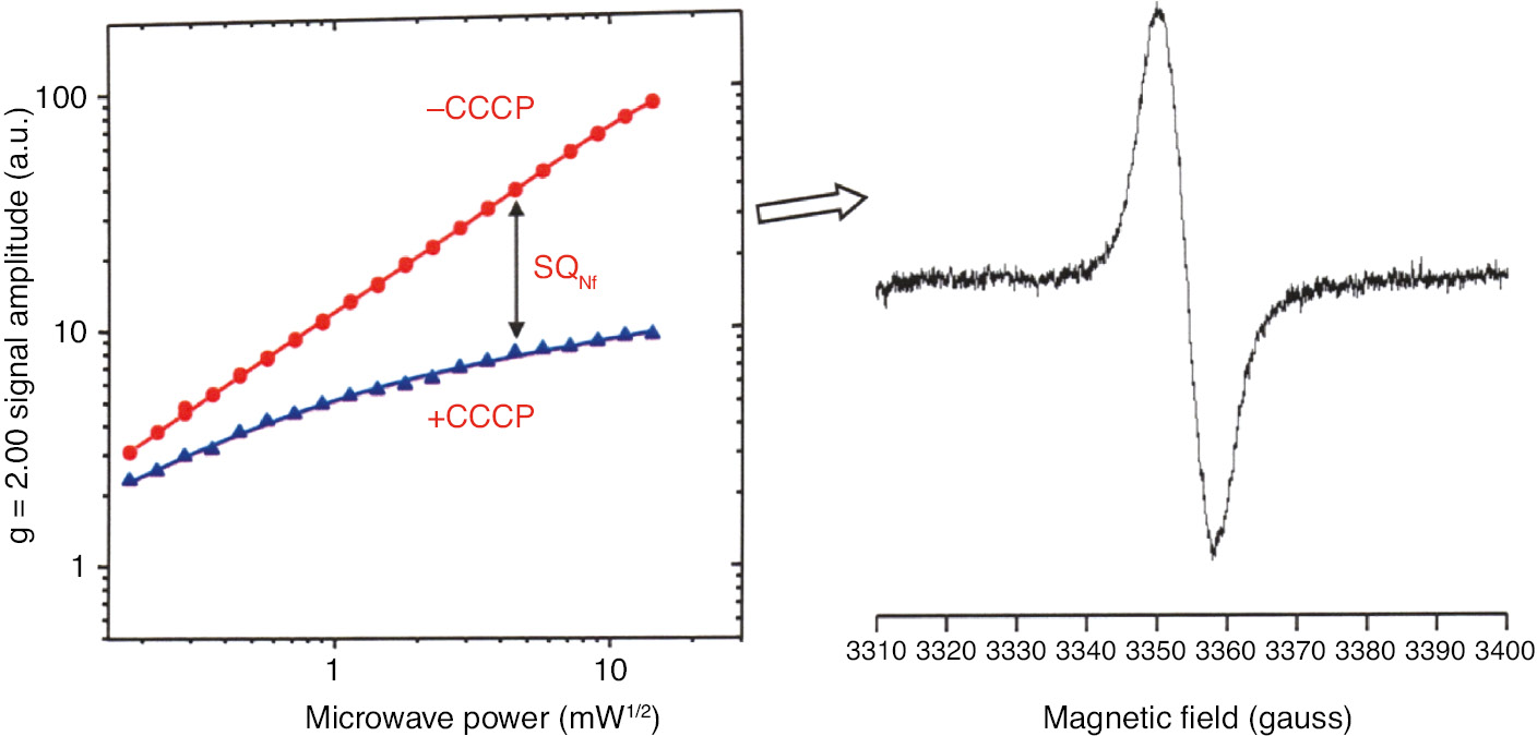 Figure 6: Uncoupler-sensitive SQNf signal can be obtained as the difference spectrum without and with added uncoupler CCCP, at the same microwave power, utilizing tightly coupled bovine heart SMP.Only SQNs is detected in the presence of CCCP.