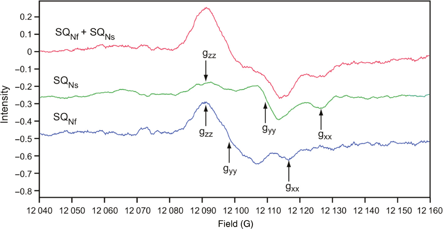 Figure 7: Q-band (33.9 GHz) EPR spectra of SQNf and SQNs: principal g values (gzz, gyy, gxx) for SQNf are (2.0045, 2.0036, 2.0005), and for SQNs (2.0049, 2.0018 and 1.9990).Line width (Lz,y,x) are 6.0 gauss for SQNf and 3.5 for SQNs. EPR conditions: 150 K; 0.2 mW; modulation 4 gauss; accumulation time 2 h each. Reproduced with kind permission from (Ohnishi et al., 2012).