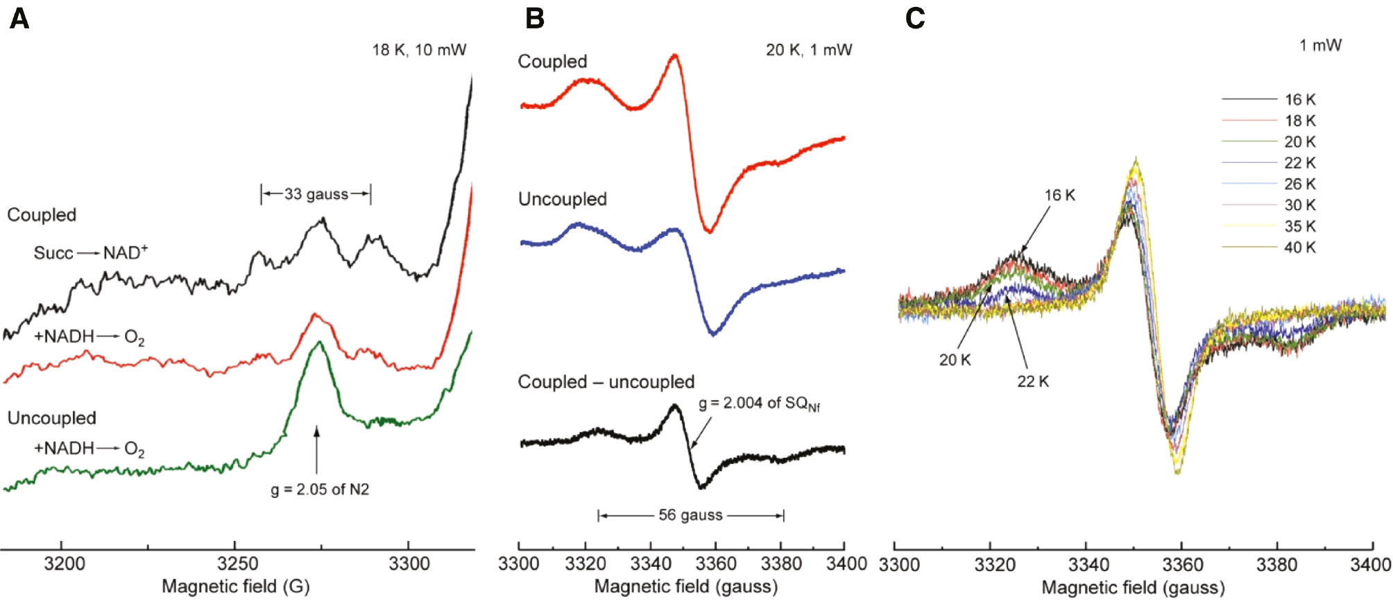 Figure 8: Splitting of the low-field signal of cluster N2.(A) The green bottom spectrum shows uncoupled NADH reduced state normal single g//=2.05 peak of cluster N2. In coupled state as seen in the middle red, g// peak shows weak 33 gauss splitting. But the aerobic steady state with reversed succinate → NAD+ reaction gives much clearer 33 gauss splitting as seen in the top black spectrum. (B) The 56 gauss splitting (in black) is clearly seen in the g=2.004 SQNf signal as a difference of coupled red spectrum and uncoupled blue spectrum. (C) Detailed temperature dependence of the resolved g=2.004 SQNF signal was shown to select optional Figure (B).