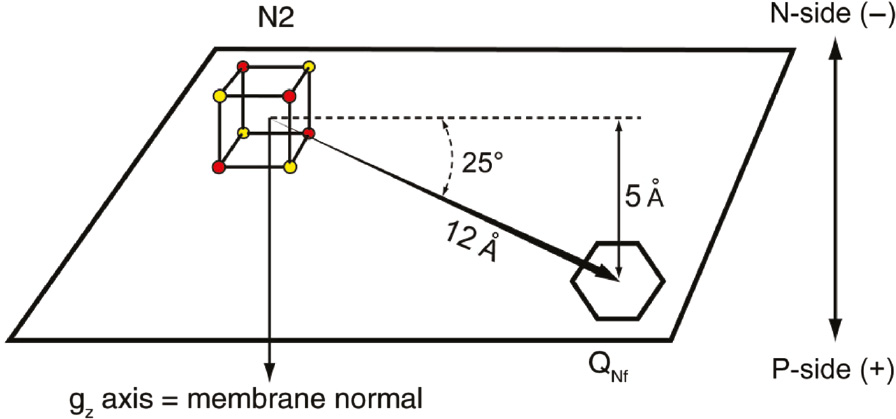 Figure 10: The key outcome of the computer simulation of the spin-spin interaction between cluster N2 and SQNf.The center-to-center distance between reduced N2 and SQNf is 12 Å. The N2-QNf vector spans only 5 Å of the total ~40 Å thickness of the membrane low dielectric range. Reproduced with kind permission from Ohnishi et al. (2012).