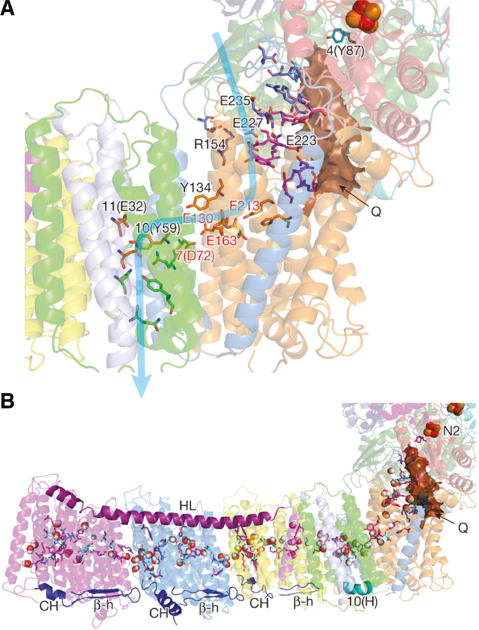 Figure 12: The putative Q-binding site of complex I.(A) The quinone-reaction chamber in the 3.3 Å resolution structure of T. thermophilus complex I. It appears that the binding site for QNf is 12 Å from N2. (B) Central axis of charged and polar residues. Residues shown are either central to the half-channels of the proton pathways or form the connection between them. Reproduced with kind permission from Baradaran et al. (2013).