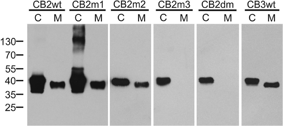 Figure 2: Expression of AtCathB variants in insect cells.Cell extracts (C) and conditioned media (M) of Sf21 cells infected with recombinant baculoviruses encoding wild-type (wt) or mutant AtCathB2 (CB2) or AtCathB3 (CB3) were separated by SDS-PAGE, transferred to a nitrocellulose membrane and probed with anti-FLAG antibodies. No signals were obtained with extracts and media of uninfected Sf21 cells. The migration positions of prestained molecular mass standards are indicated, with their respective masses expressed in kDa. The cellular CB2m1 aggregates of 130 kDa and above were not observed in other experiments. CB2m1, AtCathB2 His207→Ala; CB2m2, AtCathB2 Gly336→Glu; CB2m3, AtCathB2 Asp127→Ala; CB2dm, AtCathB2 Asp127→Ala/His207→Ala.