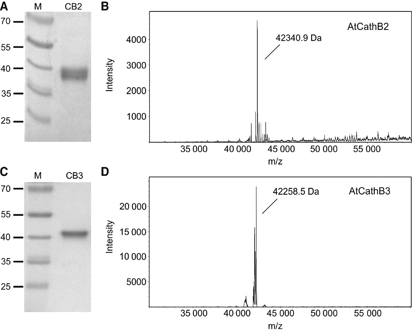 Figure 3: Characterization of recombinant AtCathB2 and AtCathB3.Purified wild-type AtCathB2 (CB2) and AtCathB3 (CB3) were analyzed by SDS-PAGE and Coomassie Brilliant Blue staining (A, C) or LC-ESI-MS (B, D). The migration positions of prestained molecular mass standards (M) are indicated.