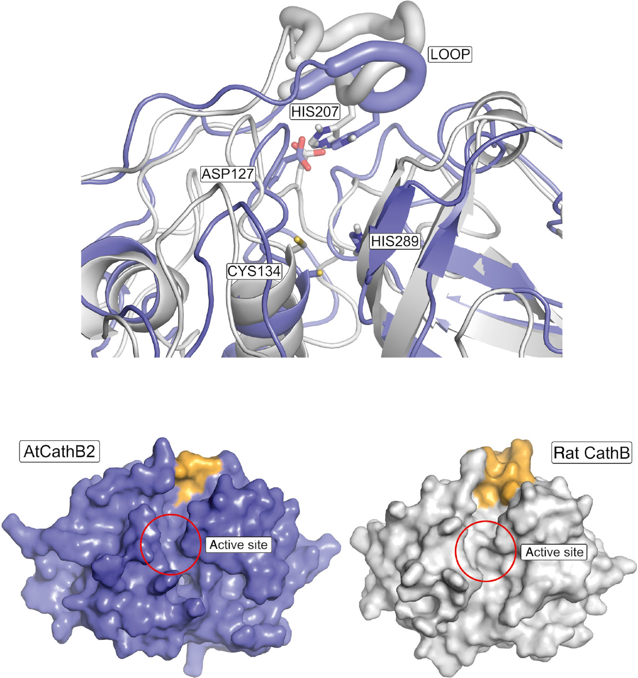 Figure 4: Molecular modeling of AtCathB2.(Top) The occluding loops and four key amino acids are highlighted in the aligned structures of AtCathB2 (blue) and rat cathepsin B (gray). Asp127 (AtCathB2 preproprotein numbering) forms a salt bridge with His207 in the vicinity of the active-site residues Cys134 and His289. The equivalent residues in mature rat cathepsin B are Asp22, Cys29, His110 and His199. The latter residue is not shown since it would mask the position of AtCathB2 His289. (Bottom) Surface representations of AtCathB2 (blue) and rat cathepsin B (gray), with the active-site clefts displayed in perpendicular orientation. The active sites are highlighted. The occluding loops are shown in orange.