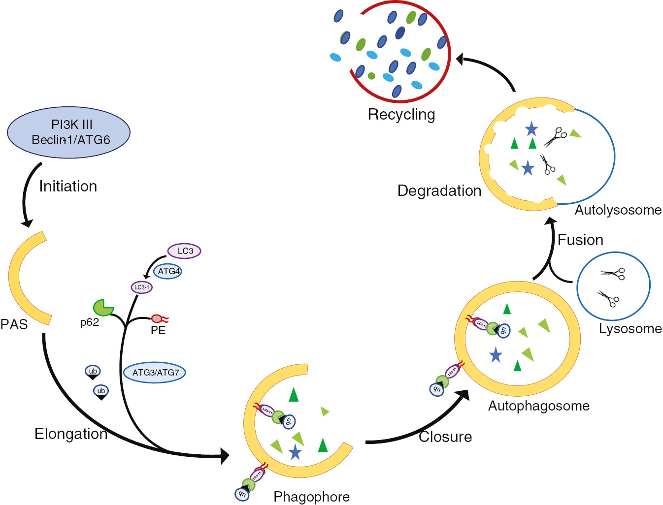 Figure 2: A simplified model of autophagy.Autophagy starts with the formation of a phagophore at the phagophore assembly site (PAS). The phagophore then expands by recruiting degradation-prone material including ubiquitinated proteins via, e.g. the lipidated membrane-bound LC3-II and the adapter p62. The mature autophagosomes fuse with lysosomes generating autolysosomes in which degradation of the cargo occurs. Degraded material can be recycled after efflux into the cytoplasm. Abbreviations used are: ATG, proteins encoded by autophagy-related genes; LC3, microtubule associated protein light chain; PE, phosphatidylethanolamine; p62, also known as sequestosome 1; ub, ubiquitin.