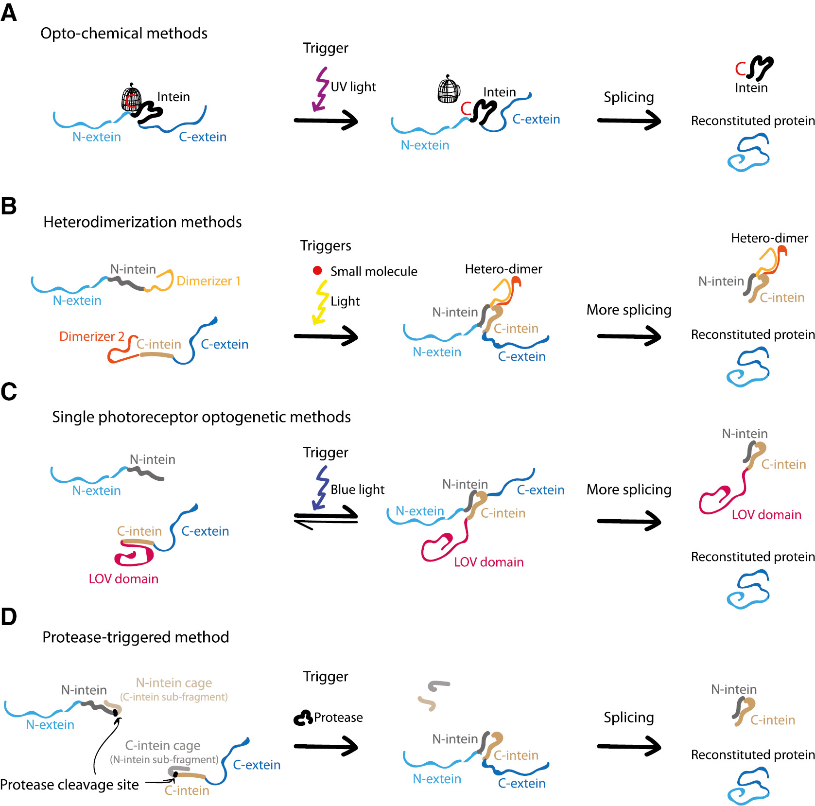 Figure 1:
Existing methods to control inteins.
Schematic depiction of some of the methods currently available to control the splicing reaction mediated by inteins. Proteins are depicted as randomly curved lines for simplicity. (A) Methods based on photocaged amino acids. (B) Methods based on heterodimerization systems which respond to either light or small molecules. (C) Methods based on the LOV2 domain from Avena sativa. (D) Method based on proteases.
