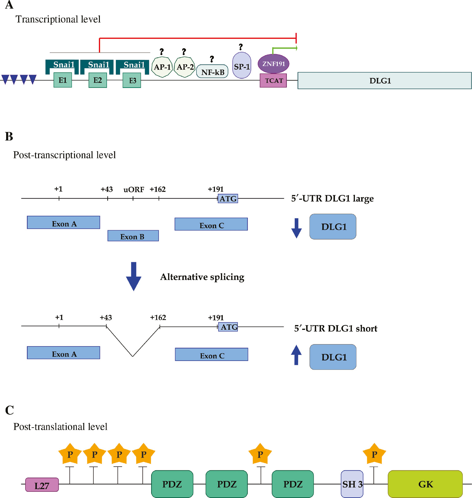 Figure 2: Mechanisms controlling DLG1 expression at different levels.(A) Transcriptional level. A schematic representation of DLG1 promoter region shows both putative (AP-1, AP-2, NF-kB and SP-1) and demonstrated interacting transcription factors (Snai1 and ZNF191). The green and red lines indicate transcriptional activation or repression, respectively. Regions enriched with CpG dinucleotides are indicated by blue arrowheads. (B) Post-transcriptional level. The 5′UTR of DLG1 mRNA includes the non-coding exons A, B and part of exon C. The alternative splicing of exon B, that gives rise to the short mRNA variant, is represented. The translational efficiency of unspliced and spliced variants is indicated by blue arrows. (C) Post-translational level. The relative localization of phosphorylation sites relative to modular interacting domains are indicated by yellow stars.