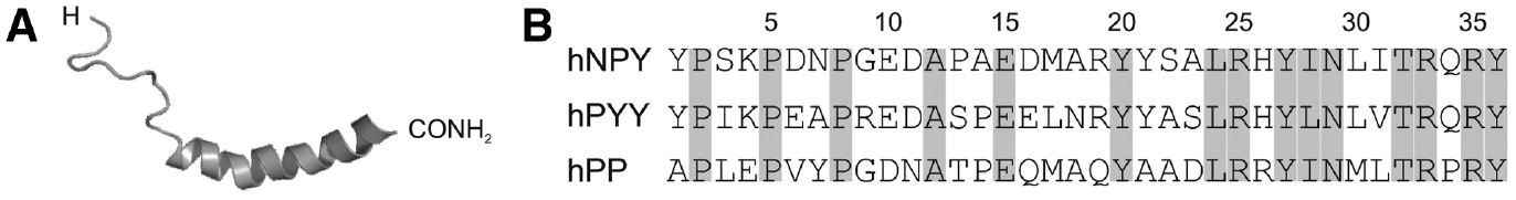 Figure 1: Molecular information on Y-peptides.(A) Three-dimensional solution structure of human NPY determined by nuclear magnetic resonance spectroscopy (PDB: 1RON). (B) Amino acid sequences of the human NPY family peptides hNPY, hPYY and hPP. Identical positions are marked in grey.