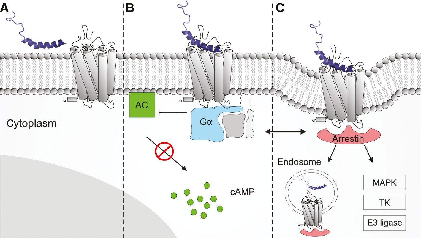 Figure 2: Schematic diagram of NPY binding and hYR-induced signaling.NPY is depicted as its three-dimensional solution structure (Figure 1). The hYR is embedded into a lipid bilayer representing the cell surface. (A) NPY membrane association and lateral diffusion towards receptor. (B) Receptor activation stimulates inhibitory Gαi/o protein (blue) resulting in an inhibition of the adenylate cyclase (AC, green) and decrease of intracellular cyclic adenosine monophosphate (cAMP) level. (C) Complexation with arrestin adapter protein (red) initiating receptor internalization and further arrestin-dependent signaling cascades (e.g.: mitogen-activated protein kinases (MAPK), nonreceptor tyrosine kinases (TK), and E3 ubiquitin ligases) (Luttrell and Gesty-Palmer, 2010). The complex cross-talk between G protein-dependent and arrestin-dependent signaling is simplified by a left right arrow.