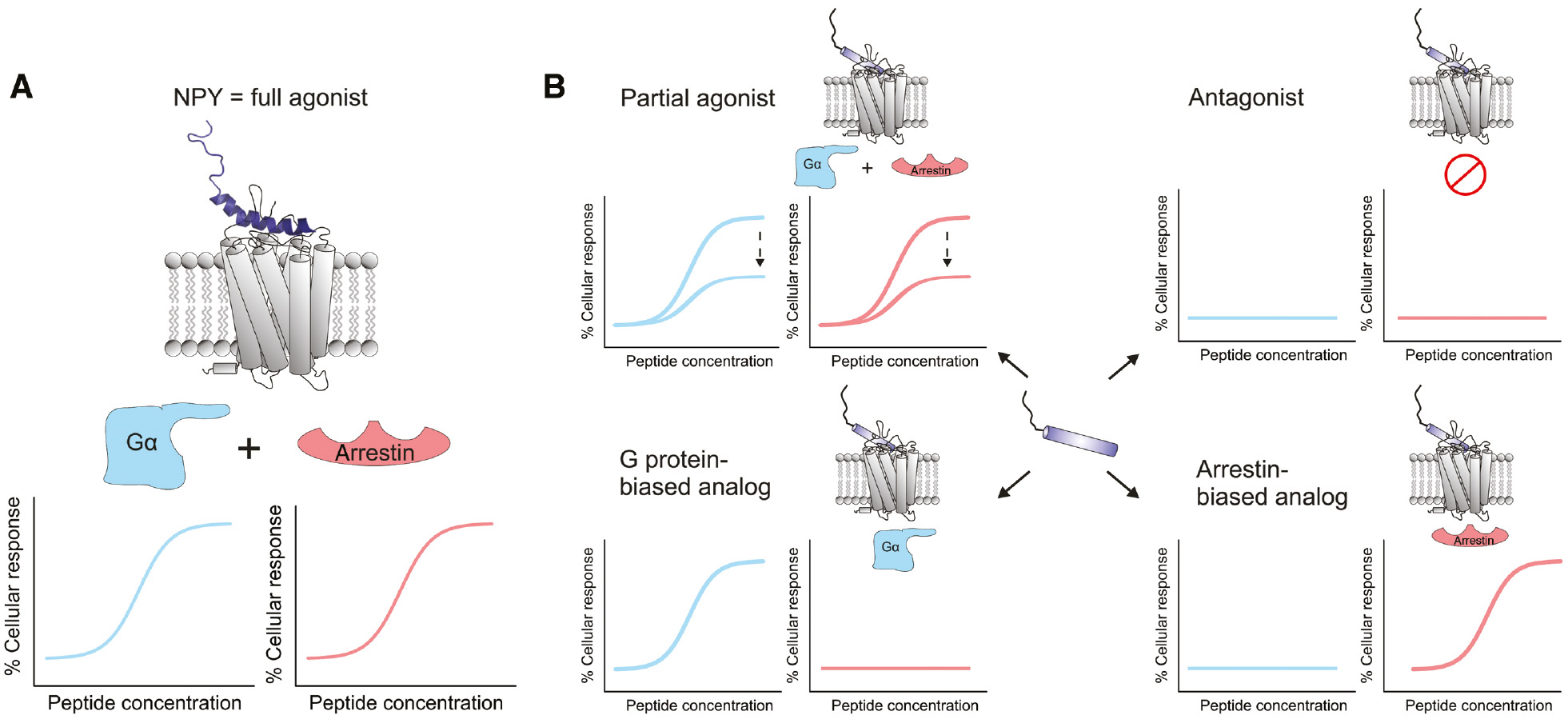 Figure 3: Signaling modes of NPY and its analogs.Functional properties of (A) native NPY and (B) hY1R-preferring NPY analogs with respect to hY1R-mediated G protein signaling (blue) as well as arrestin recruitment (red), respectively. The diagrams represent the peptide concentration-dependent cellular response after hY1R activation.