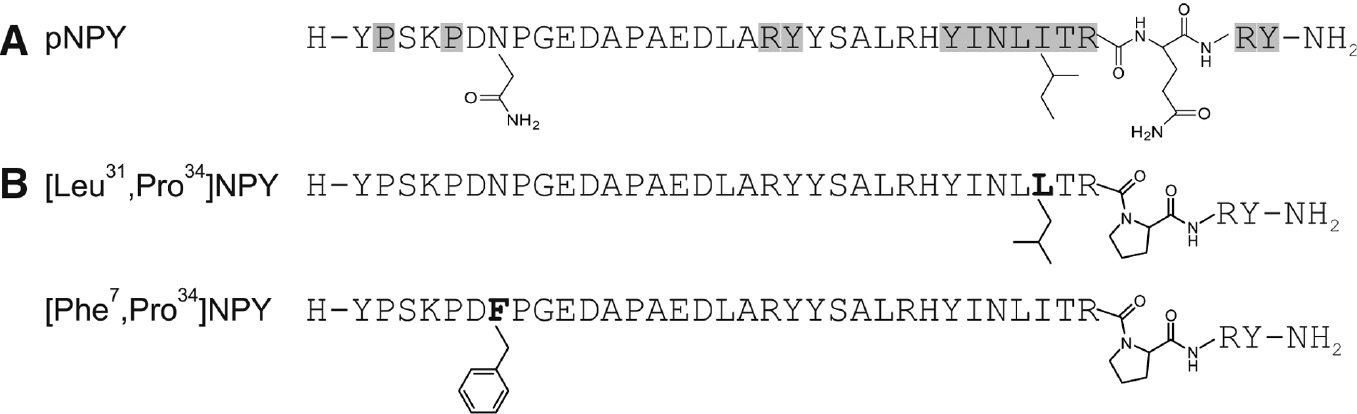 Figure 4: Chemical modification of used peptides.(A) Relevant amino acid positions in pNPY for high hY1R binding obtained from Ala-Scan (Beck-Sickinger et al., 1994) (gray) and chemical structures of Asn7, Ile31 and Glu34, which are additionally important for introducing hY1R selectivity. (B) Selected full-length hY1R-preferring agonists. The substituted amino acid positions are in bold and emphasized by their chemical structure.