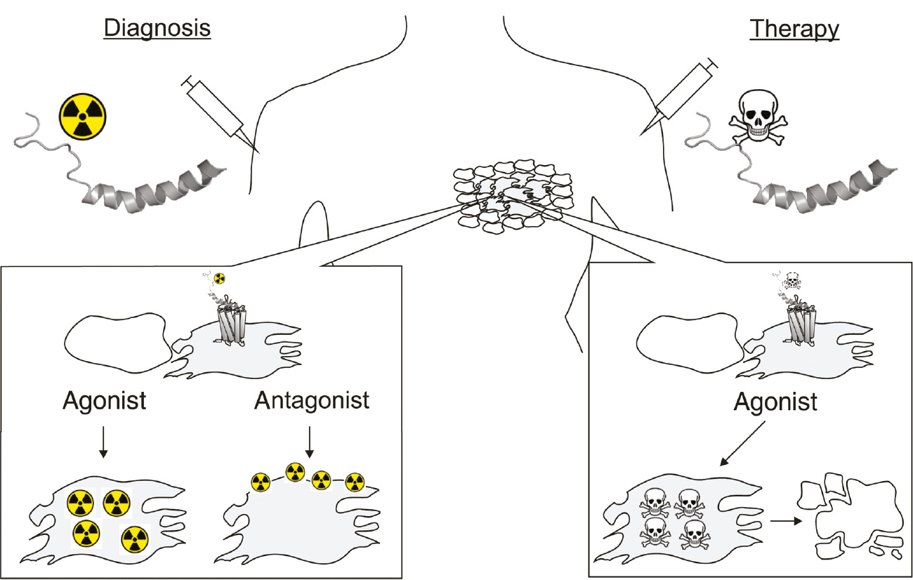 Figure 6: Schematic illustration of peptide receptor targeted diagnosis (left) and therapy (right).After injection, labeled peptide analogs are expected to reach the tumor or metastatic lesions through blood circulation and extravasation (Reubi, 2003). While agonists are able to selectively accumulate inside the tumor cells by receptor-mediated internalization, antagonist are able to accumulate on the cell surface.