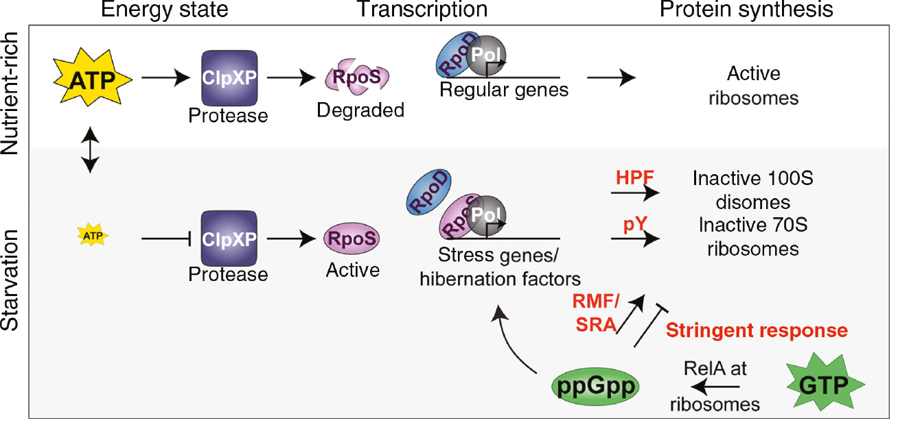 Figure 1: Mechanism of ribosomal hibernation in the gammaproteobacterium E. coli.Under nutrient-rich conditions (white background), a high energy state in form of ATP is maintained which allows a high activity of the ATP-dependent protease ClpXP (left part). The ClpXP target RpoS is thus degraded and cannot interfere with the transcription by the RNA polymerase (middle part). Under these conditions, ribosomes are fully active and protein synthesis can progress normally (right part). Under carbon starvation conditions (gray background), ATP levels drop due to energy limitation. This leads to an inefficient activity of ClpXP and thus to the accumulation of RpoS (left part). This stress-related sigma factor can now bind to the RNA polymerase and modify the set of transcribed genes to both stress-related genes and genes coding for hibernation factors such as HPFshort and pY (middle part). Hibernation factors bind to ribosomes and lead to the formation of inactive forms of ribosomes (both 100S ribosomes and inactive 70S ribosomes) and hence to translational silencing (right part). Additionally, RpoS-dependent RelA accumulates and converts GTP to (p)ppGpp (for simplicity ‘ppGpp’). This (p)ppGpp then binds to RNA polymerase, promotes the transcription of RMF and SRA and inhibits the transcription of rRNA and tRNA leading to a reduction of ribosome biogenesis (stringent response).