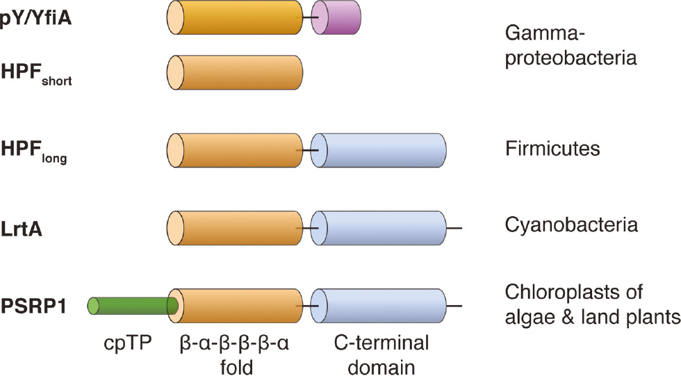 Figure 2: Comparison of domain topology between hibernation promoting factors and pY/YfiA.Gammaproteobacteria contain the two homologous proteins short hibernation promoting factor (HPFshort) and pY/YfiA. HPFshort and pY/YfiA share a homologous domain (brown) with characteristic secondary structures of alpha-helices and beta-sheets. pY/YfiA carries an additional C-terminal extension (purple). HPFlong of Firmicutes, LrtA of cyanobacteria and PSRP1 of chloroplasts in plants share the characteristic HPF domain with HPFshort and pY/YfiA. In addition, the sequences are C-terminally extended by another domain (light blue). Chloroplast PSRP1 is translated as a precursor with an N-terminal chloroplast transit peptide (light green, cpTP) which is cleaved off upon successful import into the organelle.