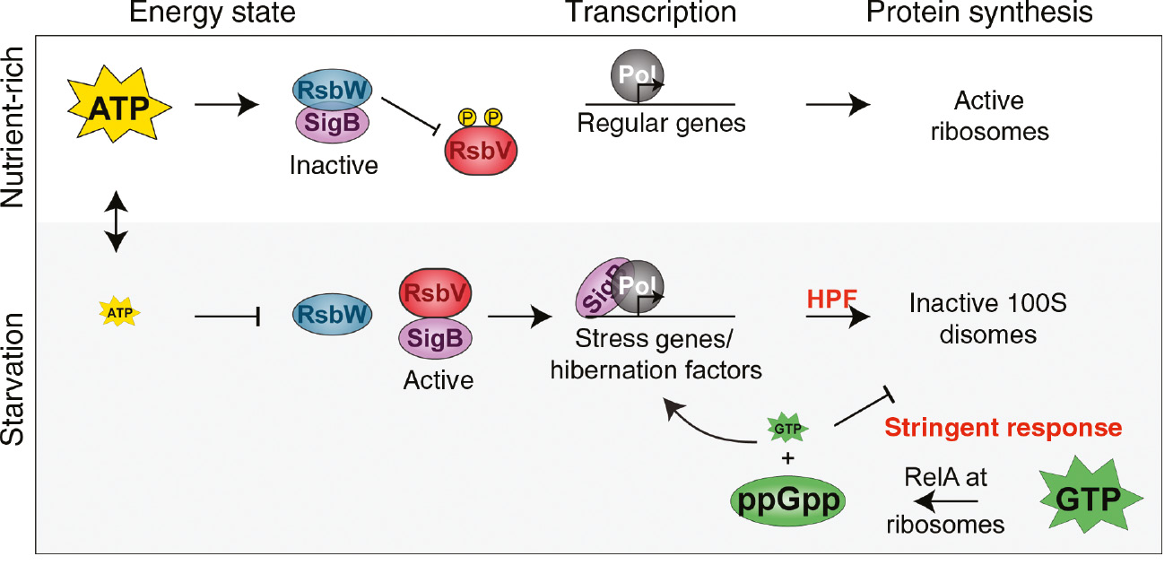 Figure 3: Mechanism of ribosomal hibernation in the Gram-positive B. subtilis.Under nutrient-rich conditions (white background), a high energy state in form of ATP is maintained which allows the kinase RsbW to inactivate RsbV by phosphorylation, and at the same time to form a complex with the sigma factor SigB (left part). SigB is thus inactivated and cannot interfere with the transcription by the RNA polymerase (middle part). Under these conditions, ribosomes are fully active and protein synthesis can progress normally (right part). Under carbon starvation conditions (gray background), ATP levels drop due to energy limitation. This leads to dephosphorylation (via RsbP and RsbQ, not shown) and hence activation of RsbV which now breaks the complex between RsbW and SigB, thus activating SigB (left part). This stress-related sigma factor can now bind to the RNA polymerase and modify the set of transcribed genes to both stress-related genes and genes coding for hibernation factors such as HPFlong (middle part). HPFlong binds to ribosomes and leads to the formation of inactive 100S ribosomes and hence to translational silencing (right part). Additionally, the alamorne (p)ppGpp (for simplicity ‘ppGpp’) is synthesized by RelA. (p)ppGpp accumulation leads to a depleted GTP pool and indirectly to a reduced overall gene expression (stringent response).