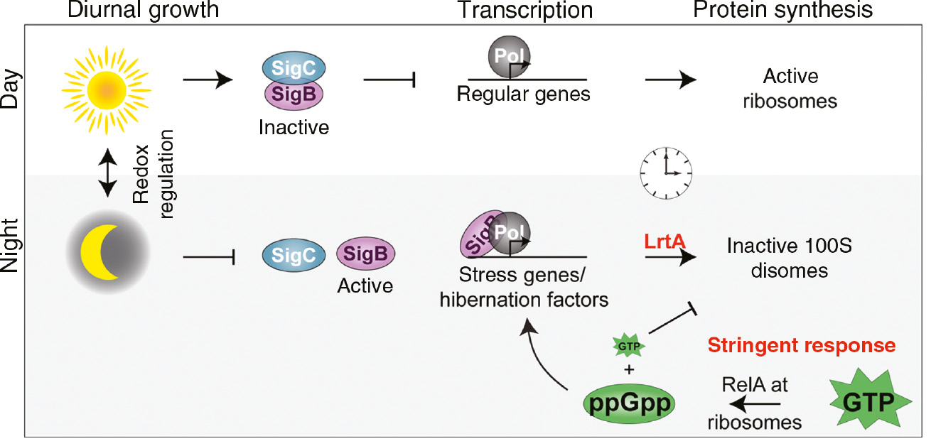 Figure 4: Mechanism of ribosomal hibernation in photosynthetic cyanobacteria.Under light conditions (day, white background), a reduced state is maintained by the activity of photosynthesis, which allows the sigma factor SigC to repress the expression of SigB (left part). SigB is thus inactivated and cannot interfere with the transcription by the RNA polymerase (middle part). Under these conditions, ribosomes are fully active and protein synthesis can progress normally (right part). Under dark conditions (night, gray background), the oxidized state inhibits the repressive action of SigC on SigB, and SigB accumulates (left part). This stress-related sigma factor can now bind to the RNA polymerase and modify the set of transcribed genes to both stress-related genes and genes coding for hibernation factors such as LrtA (middle part). LrtA binds to ribosomes and leads to the formation of inactive 100S ribosomes and hence to translational silencing (right part). Note that due to the regularity of light-dark cycles, lrtA expression is also regulated by the circadian clock (indicated by a clock symbol). Additionally, RelA converts GTP to (p)ppGpp (for simplicity ‘ppGpp’) and (p)ppGpp accumulation leads to an increased expression of lrtA and possibly other stress-related genes (stringent response, white background).