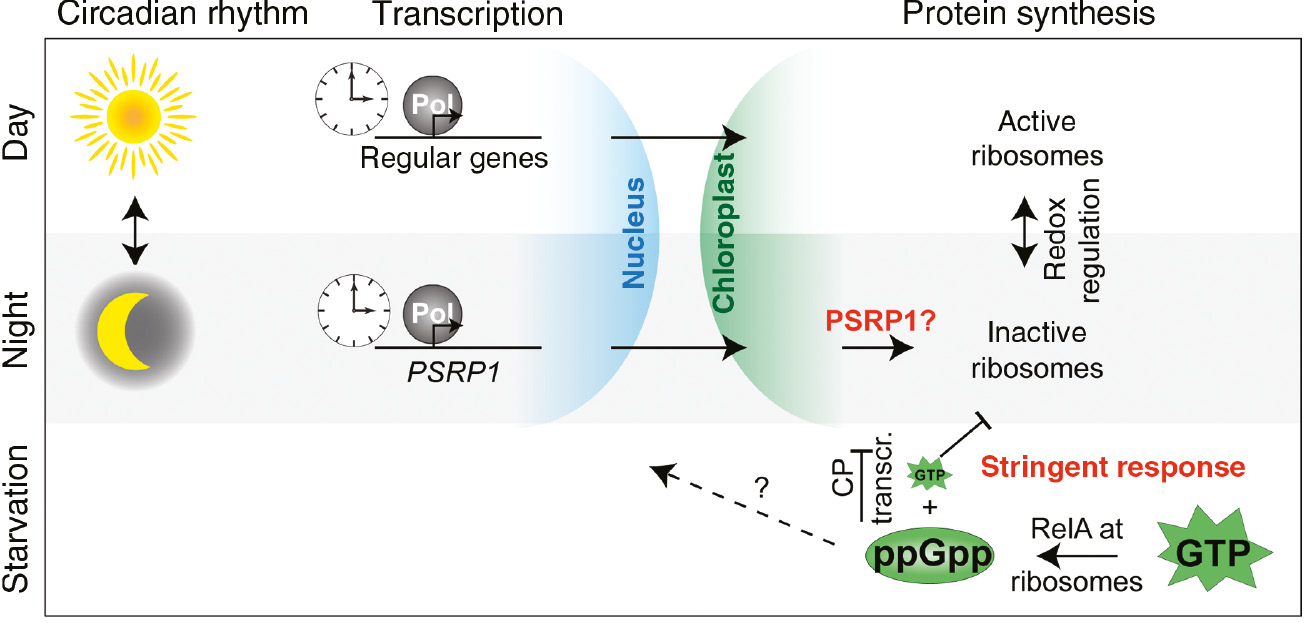 Figure 5: Mechanism of ribosomal hibernation in plant chloroplasts.Under light conditions (day, white background), the circadian clock leads to the expression of a subset of nuclear-encoded genes (blue shading, transcription) that are targeted to the chloroplast by post-translational protein targeting (green shading) and play roles in light-dependent processes such as photosynthesis. Under these conditions, ribosomes are fully active and protein synthesis can progress normally (right part). Under dark conditions (night, gray background), the circadian clock leads to the expression of a subset of nuclear-encoded genes such as PSRP1 that potentially play a role in inactivating chloroplast ribosomes during the dark. Additionally, the different redox status of the chloroplast stroma during light (reduced) and dark (oxidized) could play a role in the regulation of ribosome activity. Chloroplast-targeted RelA homologues converts GTP to (p)ppGpp (for simplicity ‘ppGpp’). The accumulation of (p)ppGpp leads to a depleted GTP pool and indirectly to a reduced chloroplast gene expression (stringent response). Potential further effects of the plastid (p)ppGpp pool on nuclear gene expression via retrograde signaling are marked with a dashed arrow.
