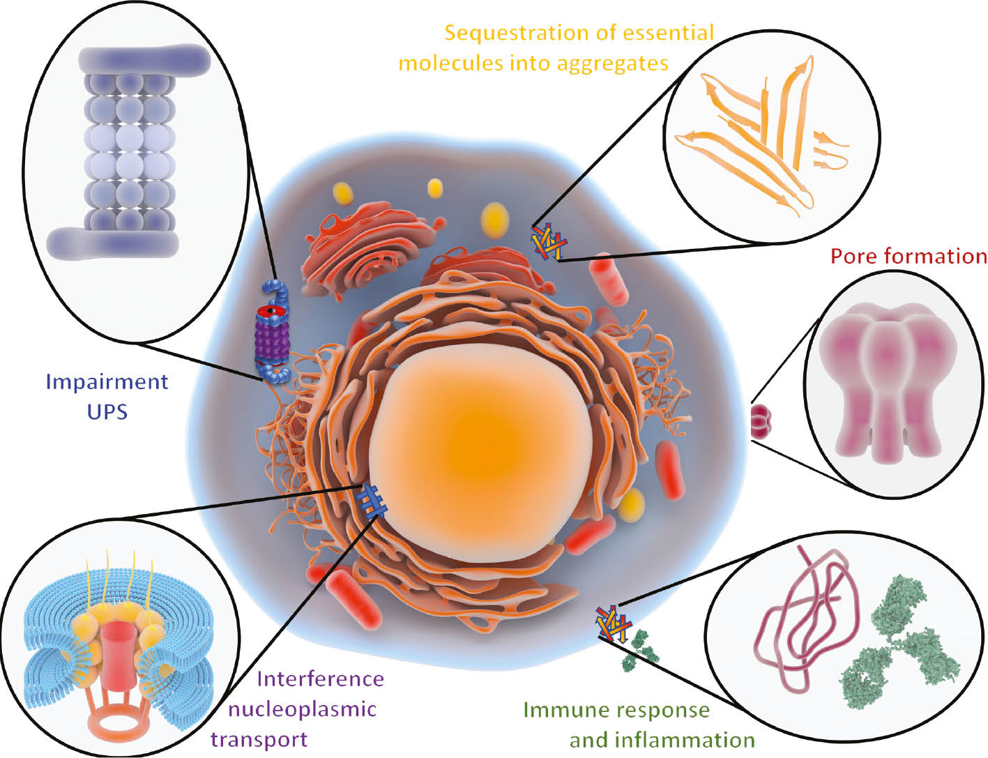 Figure 1: Hypotheses explaining observed cytotoxicity of misfolded proteins in mammalian cells.Five different hypotheses are offered and cellular substructures shown where the main events take place: sequestration of proteins in the cytoplasm, impairment of the UPS in the cytoplasm and nucleus, formation of pore structures in cellular membranes, intervention of misfolded proteins with nuclear transport processes and extracellular immune recognition of misfolded species with subsequent inflammatory response. The hypotheses do not exclude each other and can vary between different proteinopathies, involved PTMs, tissues and cell types.