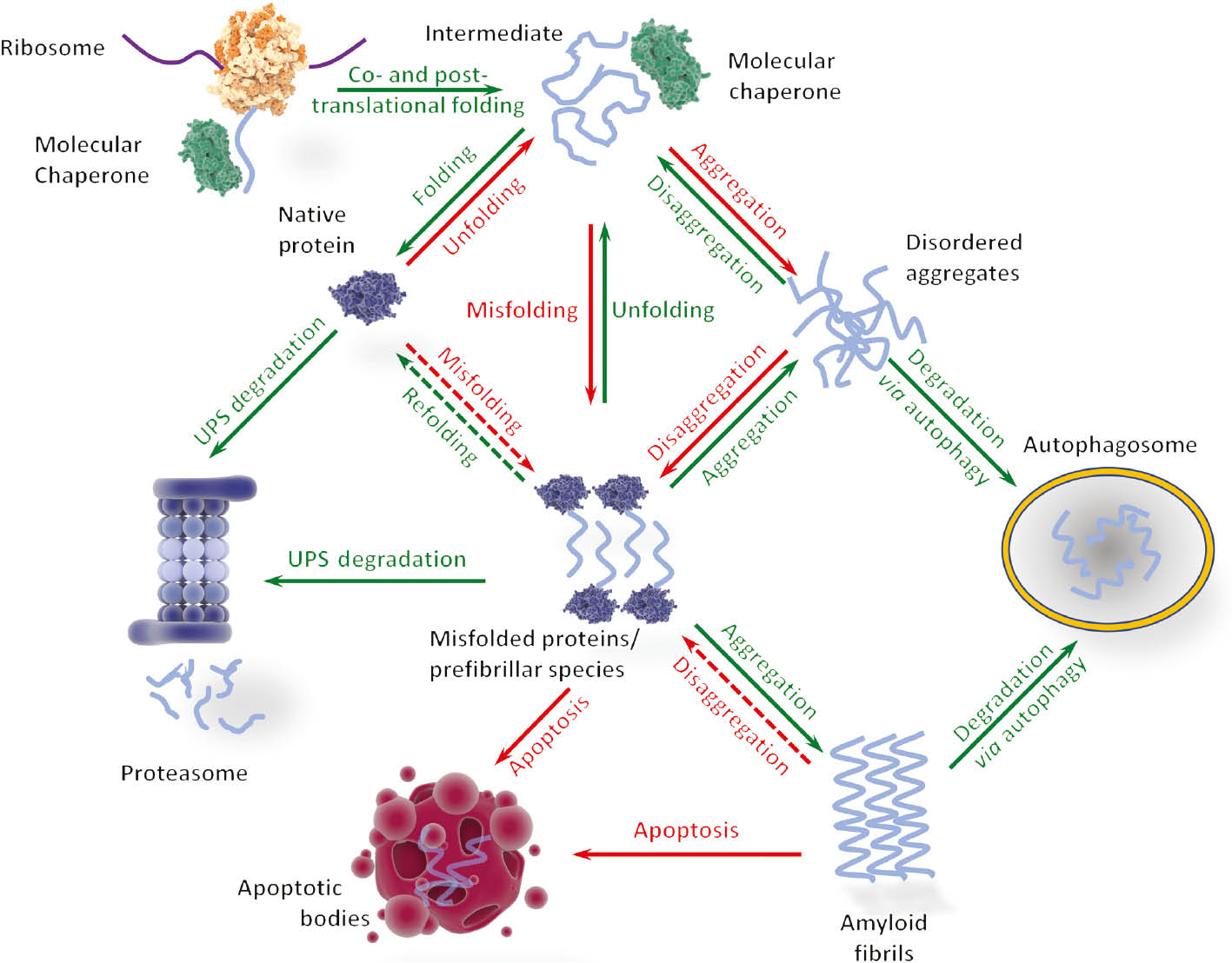 Figure 2: Overview of protein folding and misfolding, aggregation and major protein quality control systems.Molecular chaperones help nascent proteins and unfolded proteins to fold and reach their native structure. Proteins can misfold under certain circumstances, e.g. in a changing environment, due to mutations or aberrant PTMs. These misfolded species can form disordered aggregates, but also prefibrillar species and/or oligomers; misfolding can culminate in the formation of highly ordered amyloid aggregates. The ubiquitin proteasome system (UPS) and autophagosomes can degrade misfolded proteins and aggregates. If, however, the protein quality control systems fail, misfolded species will accumulate, and cells will eventually undergo apoptosis. Green arrows indicate beneficial events where protein quality control can help to restore proteostasis, red arrows mark deleterious events for the cell. It is debatable, whether the formation of aggregates out of oligomers and prefibrillar species is beneficial for cells.