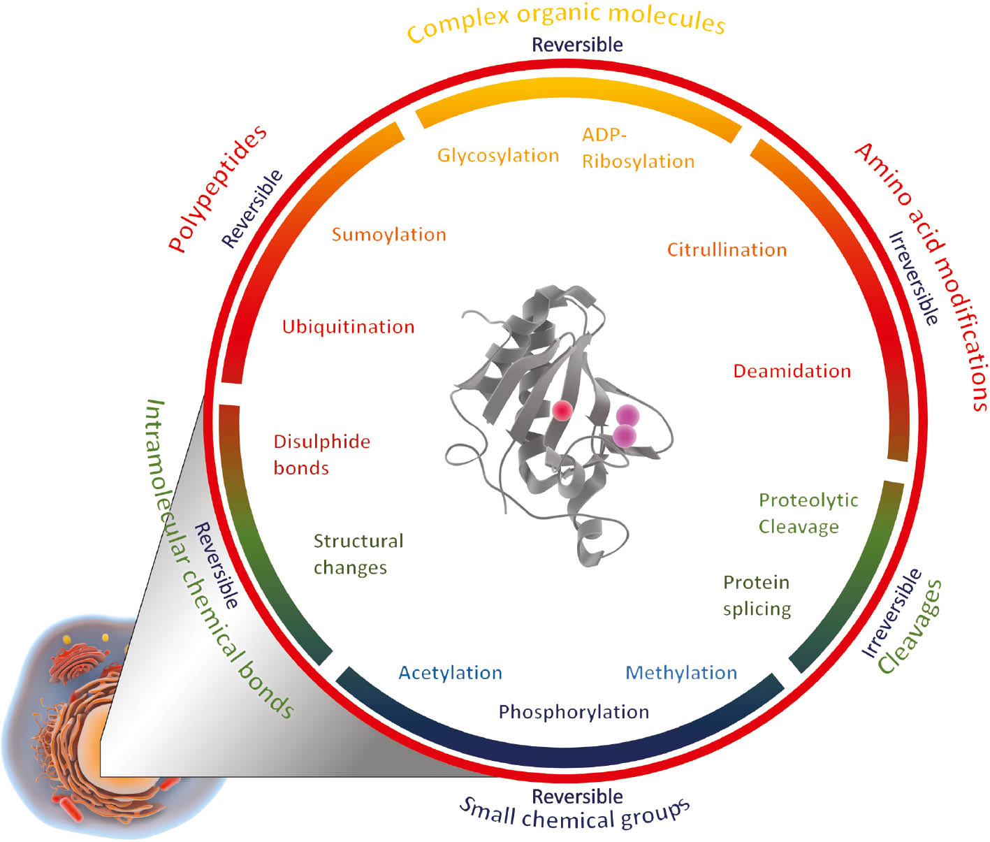 Figure 3: PTMs in mammalian cells classified according to structural and biochemical properties.Different PTMs are grouped according to their chemical and structural properties. At least one member of each group is described in more detail with examples of the underlying proteinopathies, e.g. phosphorylation, ubiquitination, acetylation, glycosylation, citrullination, proteolytic cleavage and structural changes. It is indicated under each group, whether the PTMs are reversible or irreversible.