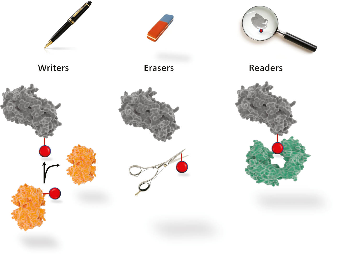 Figure 4: Writers, erasers and readers of PTMs.A common theme throughout PTMs is the addition of the modifications by ‘writers’, shown in yellow; the removal of the modifications by ‘erasers’, if the process is reversible, indicated by a scissor; and the reading of the modification by recognising proteins, the ‘readers’, shown in green. The protein with the PTM is shown in grey and a PTM itself is depicted as a red sphere. Table 1 provides examples of writers, erasers and readers for specific PTMs and which amino acid residues can be affected.