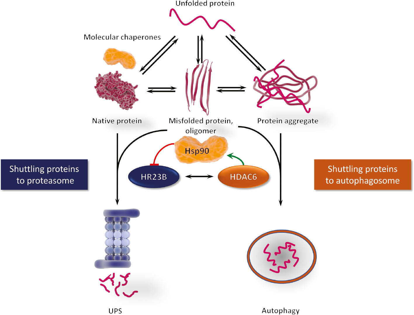 Figure 5: Interplay between three major protein quality control systems.Molecular chaperones, the UPS and the components of autophagy do not act independently of each other and usually react to protein misfolding in a concerted action. Molecular chaperones (yellow) can recognise unfolded proteins and aggregates (dark red) and refold them or prevent misfolding. HR23B (dark blue) is a proteasome shuttling factor which can facilitate protein degradation of ubiquitinated proteins. HDAC6 (orange) plays a similar role for the formation of aggresomes and in autophagy. HDAC6 can bind HR23B via its BUZ domain and can regulate the molecular chaperone Hsp90 via acetylation. Hsp90 can interfere with HR23B mediated protein degradation and initiate a feedback loop (New et al., 2013).