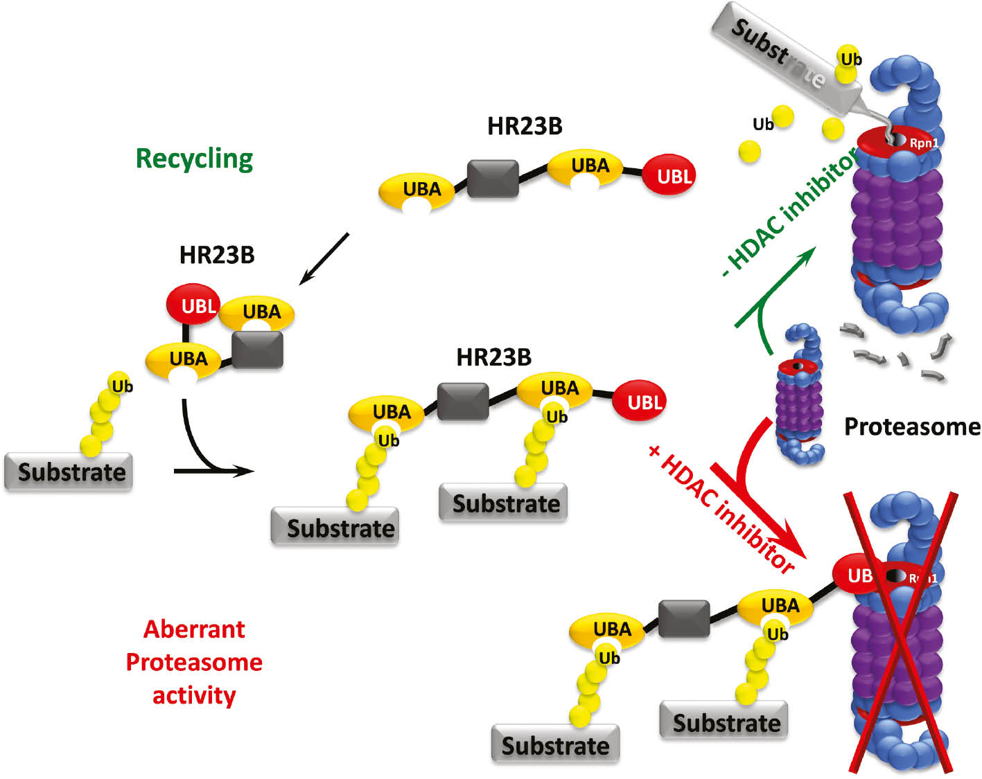 Figure 6: Impact of acetylation on the UPS.Protein hyperacetylation can lead to impairment of the ubiquitin proteasome system, and HR23B as a proteasome shuttling factor is a sensitivity determinant for HDAC inhibition. Substrate proteins (grey) can be ubiquitinated (yellow) and HR23B can bind ubiquitinated substrate proteins via its UBA domain. HR23B then shuttles the substrate proteins towards the proteasome, where they are degraded. HR23B, which is non-covalently bound, is then recycled as well as ubiquitin. Upon HDAC inhibition, the equilibrium of HR23B acetylation is shifted towards the acetylated form and protein shuttling is impaired. This can be of significance, if misfolded proteins are targeted for degradation.