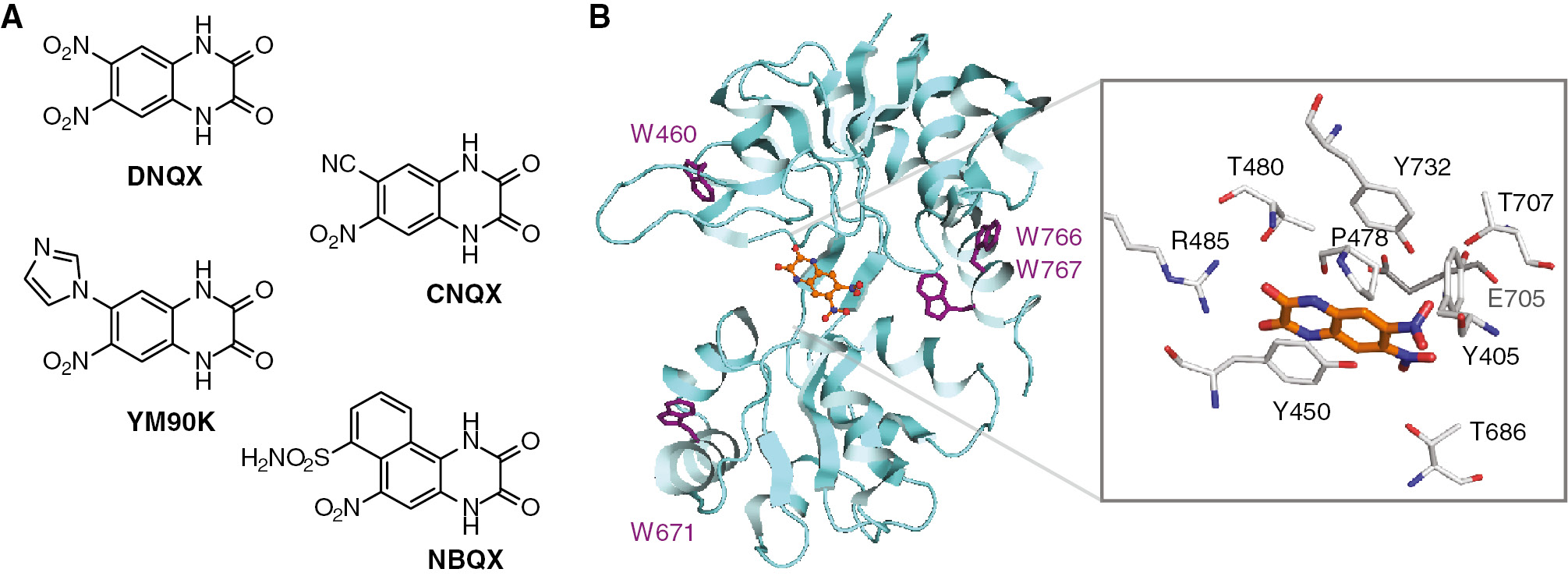Fig. 1: Binding of quinoxalinedione antagonists at the GluA2 ligand binding domain.(A) Chemical structure of selected quinoxalinedione antagonists. (B) Structure of the GluA2 LBD (S1S2) with bound DNQX (orange). (Left) Cartoon representation showing the LBD and its four Trp residues. (Right) Detailed view of the binding pocket showing selected amino acid side chains. Based on PDB 1FTL (Armstrong and Gouaux, 2000).