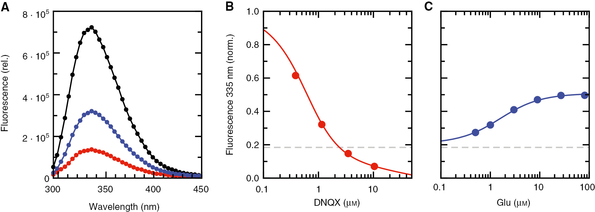 Fig. 2: Fluorescence decrease of the GluA2 LBD upon DNQX binding and partial fluorescence recovery upon glutamate addition.(A) Fluorescence emission spectra of the GluA2 LBD in the absence of ligand (black), after addition of 2.41 μm DNQX (red), and after subsequent addition of 81 μm glutamate (blue). (B) Decrease of the fluorescence emission at 335 nm upon DNQX addition. The fluorescence intensity was normalized to the fluorescence intensity of the apo-LBD. The solid line shows the fit of a 1:1 binding model (Eq. 2a–c), which yielded KdDNQX=(0.322±0.048)$K_{\rm{d}}^{{\rm{DNQX}}} = (0.322 \pm 0.048)$ μm and ADNQX·LBD=(7±1)%. (C) Partial recovery of the fluorescence emission upon addition of glutamate in the presence of 2.41 μm DNQX (dashed line). The solid lines show the fit of a direct competition model (Eq. S2a-h), which yielded KdGlu=(0.159±0.024)$K_{\rm{d}}^{{\rm{Glu}}} = (0.159 \pm 0.024)$ μm and AGlu·LBD=(54±1)%. Measurements were performed with 0.5 μm GluA2 LBD in 50 mm NaCl, 20 mm HEPES, pH 6.0 and excitation at 280 nm (2 nm slit width). The emission was collected with 4 nm slit width in 4 nm increments.