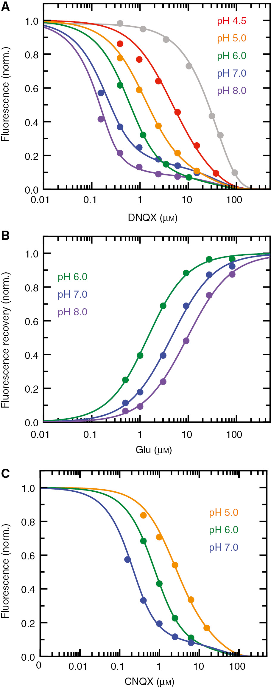 Fig. 3: DNQX binding to the GluA2 LBD is pH-dependent, but not glutamate binding.(A) Titration of the apo-GluA2 LBD with DNQX at pH 8.0, pH 7.0, pH 6.0, pH 5.0 and pH 4.5, from left to right (colors as indicated). The fluorescence emission at 335 nm was normalized to the emission intensity of the apo-LBD. The binding affinity is highest at pH 8 and decreases at lower pH. The lines show fits of Eq. 2a–c with the parameters given in Table S2. The LBD concentration was 0.2 μm at pH 8.0 and pH 7.0, and 0.5 μm at all other pH values. The contribution from inner filter effects is shown in grey (see Figure S4). (B) Competition between glutamate and DNQX binding at pH 6.0, pH 7.0 and pH 8.0, from left to right. Glutamate was added to 0.5 μm GluA2 LBD in the presence of 2.41 μm DNQX. Fitting of Eq. S2h (solid lines) was used to analyze and normalize the data with the parameters given in Table S2. Data at pH 6.0 were taken from Figure 2. (C) Titration of the apo-GluA2 LBD with CNQX at pH 7.0, pH 6.0 and pH 5.0 from left to right (colors as indicated). The lines show fits of Eq. 2a–c (parameters given in Table S2). The LBD concentration was 0.2 μm at pH 7.0, and 0.5 μm at pH 6.0 and pH 5.0.