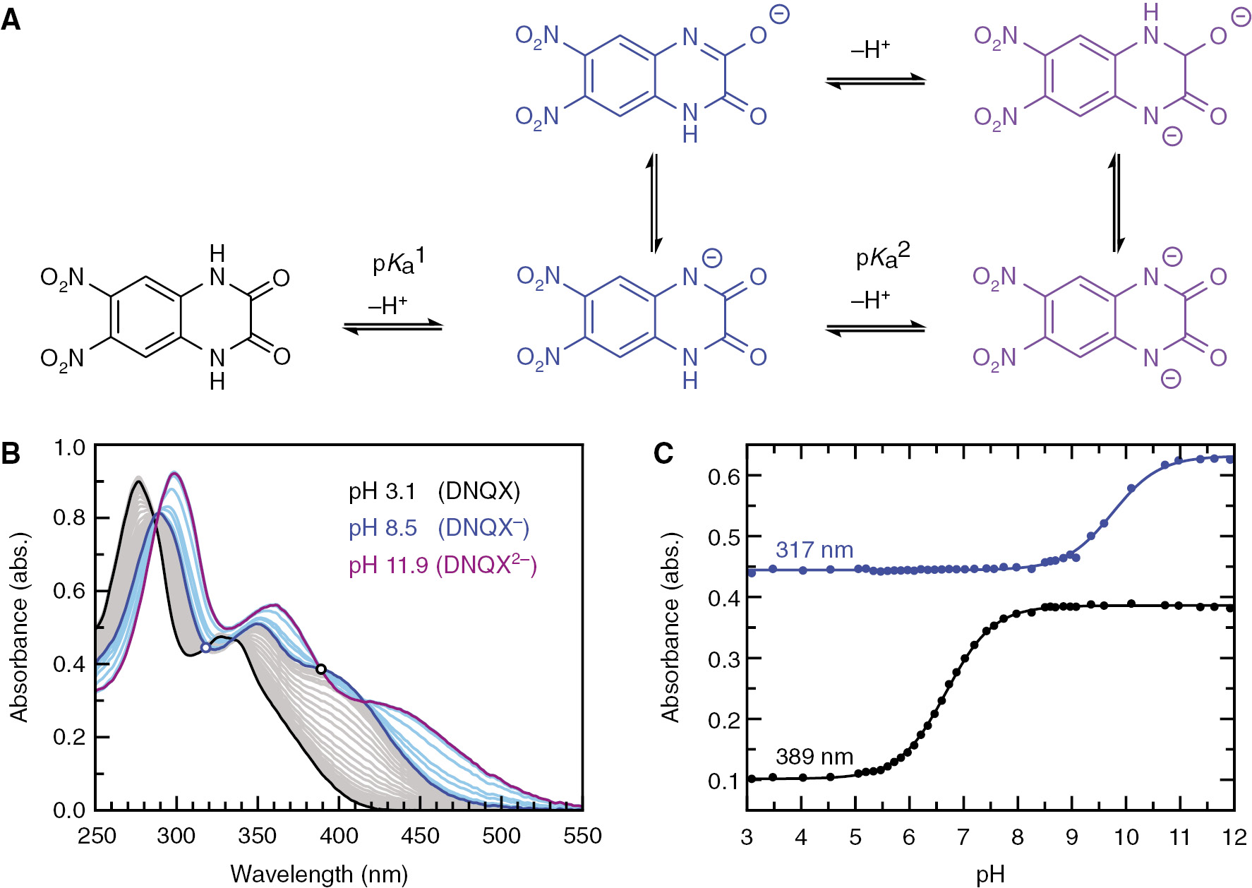 Fig. 4: Absorbance measurements at different pH values reveal deprotonation of DNQX.(A) Scheme showing the diprotic nature of DNQX. The quinoxaline-2,3(1H,4H)-dione can undergo a lactam-lactim (amide-iminol) tautomerization. (B) DNQX absorbance spectra in the range of pH 3–12, measured with 38 μm DNQX. The spectra and the two separate sets of isosbestic points demonstrate the existence of three differently absorbing species, which we attribute to DNQX (black), DNQX− (blue) and DNQX2− (purple). (C) Absorbance at two different isosbestic points, 317 nm and 389 nm as a function of pH. A global fit of Eq. 4 (lines) gives pKa1=6.68±0.01${\rm{p}}K_{\rm{a}}^1 = 6.68 \pm 0.01$ and pKa2=9.77±0.01,${\rm{p}}K_{\rm{a}}^2 = 9.77 \pm 0.01,$ respectively (for details see Figure S5).