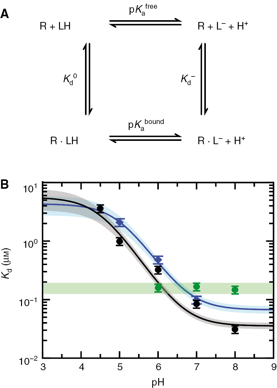 Fig. 5: Coupling of ligand binding and quinoxalinedione deprotonation.(A) Scheme of the linked deprotonation/protonation and binding/unbinding equilibrium. R denotes the receptor (the GluA2 LBD) and LH a protonated ligand (e.g. DNQX). pKafree${\rm{p}}K_{\rm{a}}^{{\rm{free}}}$ and pKabound${\rm{p}}K_{\rm{a}}^{{\rm{bound}}}$ describe the tendency of the ligand to deprotonate in the free and receptor-bound state, respectively, whereas the dissociation constants Kd0$K_{\rm{d}}^0$ and Kd−$K_{\rm{d}}^ - $ describe the binding affinities of the protonated and deprotonated ligand, respectively. Due to microscopic reversibility one of the four equilibrium constants is determined by the other three, e.g. pKabound=pKafree–log (Kd0/Kd−).${\rm{p}}K_{\rm{a}}^{{\rm{bound}}} = {\rm{p}}K_{\rm{a}}^{{\rm{free}}}-{\rm{log (}}K_{\rm{d}}^0/K_{\rm{d}}^ - {\rm{)}}.$ (B) The apparent dissociation constants of DNQX (black points) and CNQX (blue points) show a strong pH dependence, whereas glutamate dissociation (green points) shows virtually no pH dependence. The analysis with the four-state model shown in panel (A) (Eq. 1) yields for DNQX (pKafree=6.68)$({\rm{p}}K_{\rm{a}}^{{\rm{free}}} = 6.68)$ estimates of Kd0=(5.59±2.09)$K_{\rm{d}}^0 = (5.59 \pm 2.09)$ μm and Kd−=(0.035±0.003)$K_{\rm{d}}^ -  = (0.035 \pm 0.003)$ μm. For CNQX (pKafree=6.78)$({\rm{p}}K_{\rm{a}}^{{\rm{free}}} = 6.78)$ it yields Kd0=(4.32±1.47)$K_{\rm{d}}^0 = (4.32 \pm 1.47)$ μm and Kd−=(0.067±0.008)$K_{\rm{d}}^ -  = (0.067 \pm 0.008)$ μm. The colored regions give the confidence regions determined in the fitting procedure.
