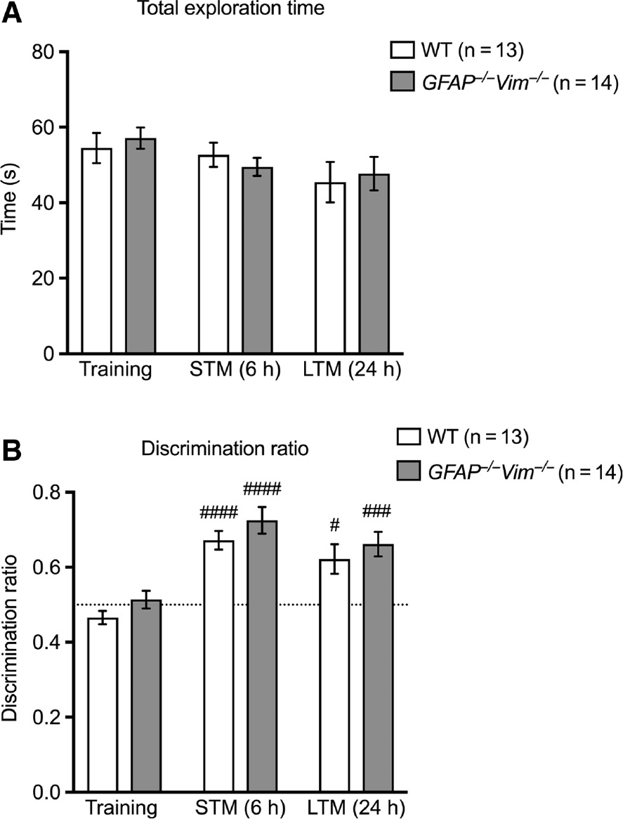 Figure 1: Normal long-term and short-term memory as assessed by the object recognition test.The total time of exploration (A) was comparable between GFAP−/−Vim−/− and wildtype (WT) mice (2 months old) during the sessions of training and assessments of short-term memory (STM, 6 h) and long-term memory (LTM, 24 h). The discrimination ratio (B) shows that both groups of mice spent more time exploring the novel object during STM and LTM sessions compared to the training, while there were no differences in discrimination ratio between GFAP−/−Vim−/− and WT mice in STM and LTM as analyzed by analysis of variance (ANOVA) followed by the Holm Sidak post hoc test. n=13–14 mice per group. ####p<0.001; ###p<0.005; #p<0.05 for Training vs. STM and vs. LTM, for individual groups.