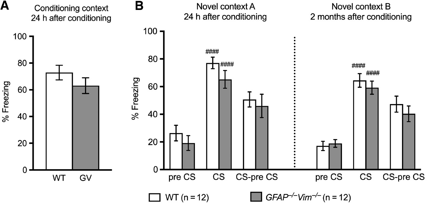 Figure 3: GFAP−/−Vim−/− and wildtype mice show comparable associative learning and memory in contextual and cued trace fear conditioning tests.Freezing behavior of mice in response to the conditioning context assessed 24 h after conditioning (A), and in response to the conditioned stimulus (CS) in a new context (B) assessed 24 h and 2 months after conditioning showed no differences between GFAP−/−Vim−/− and wildtype (WT) mice. n=12 mice per group. Differences between groups were analyzed by two-tailed t test (A) or (B) two-way repeated-measures ANOVA followed by the post hoc Dunnett test (pre CS vs. CS; ####p<0.0001) or the Sidak test (WT vs. GFAP−/−Vim−/−, p>0.05).