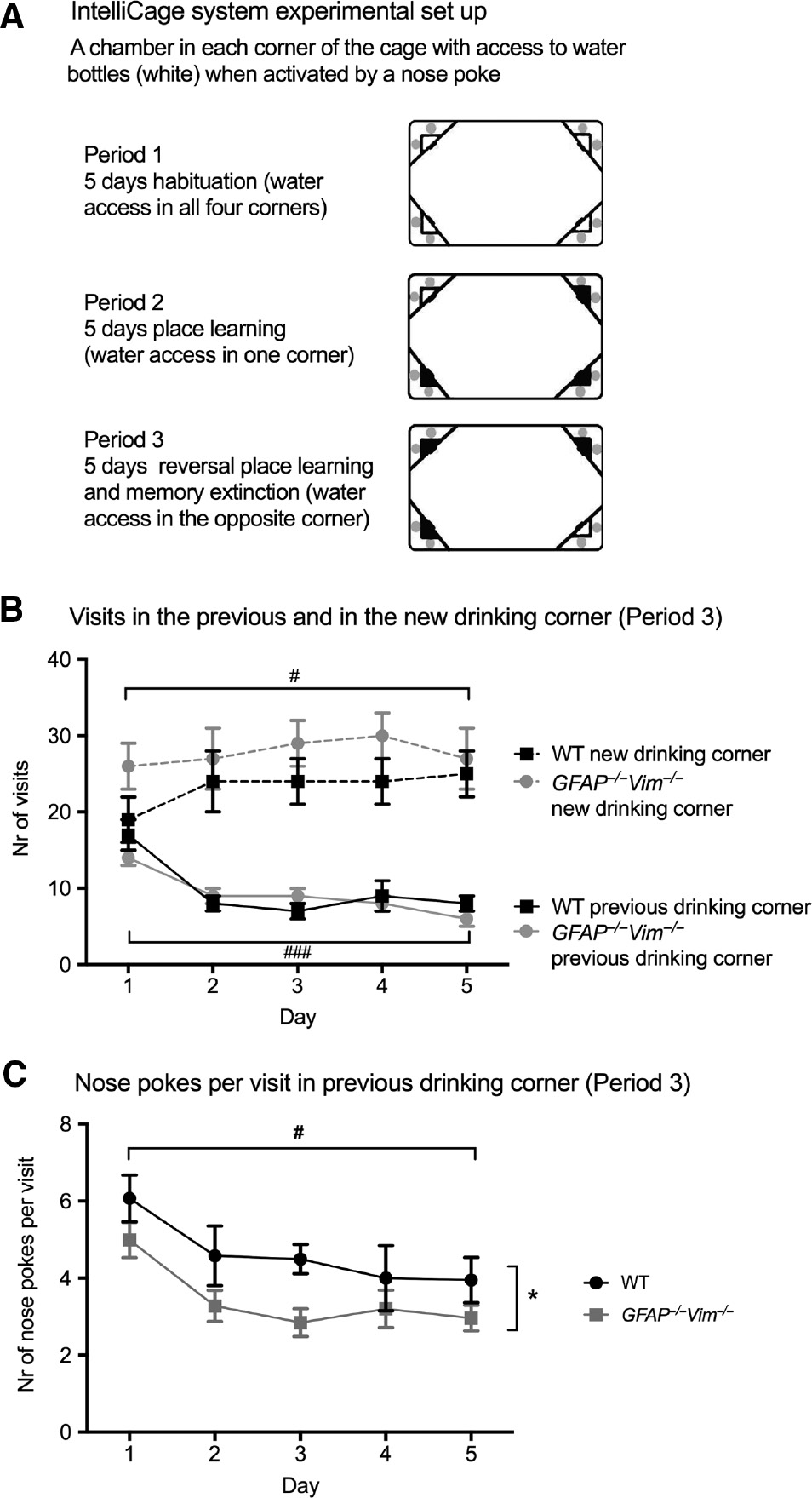 Figure 4: GFAP−/−Vim−/− mice show increased spatial memory extinction in IntelliCage housing.Reversal place learning and memory extinction set up with IntelliCage system (A). Mice with microtransponders were housed in IntelliCages and habituated for 5 days (Period 1). Next, the water access after a nose poke was randomly limited to one of the four cage corners for 5 days (Period 2). For assessment of reversal place learning and memory extinction, each mouse was assigned a new drinking corner, and the number of visits and nose pokes in each corner was recorded for 5 days (Period 3). Wildtype (WT; n=12) and GFAP−/−Vim−/− mice (n=8) showed comparable drinking behavior assessed by the number of visits to the new drinking corner (B, dotted lines), and decreased number of visits to the previous drinking corner over time (B, continuous lines). The number of nose pokes per visit in the previous drinking corner was reduced for GFAP−/−Vim−/− compared to WT mice (C), indicating that GFAP−/−Vim−/− mice showed decreased persistence in trying to access water in the previous correct corner and thus exhibit more efficient extinction of place memory compared to WT mice. The generalized estimating equations statistical model was used to determine differences between groups and for the time factor. ###p<0.001; #p<0.05 for time factor (B and C); *p<0.05 for GFAP−/−Vim−/− vs. WT (C).