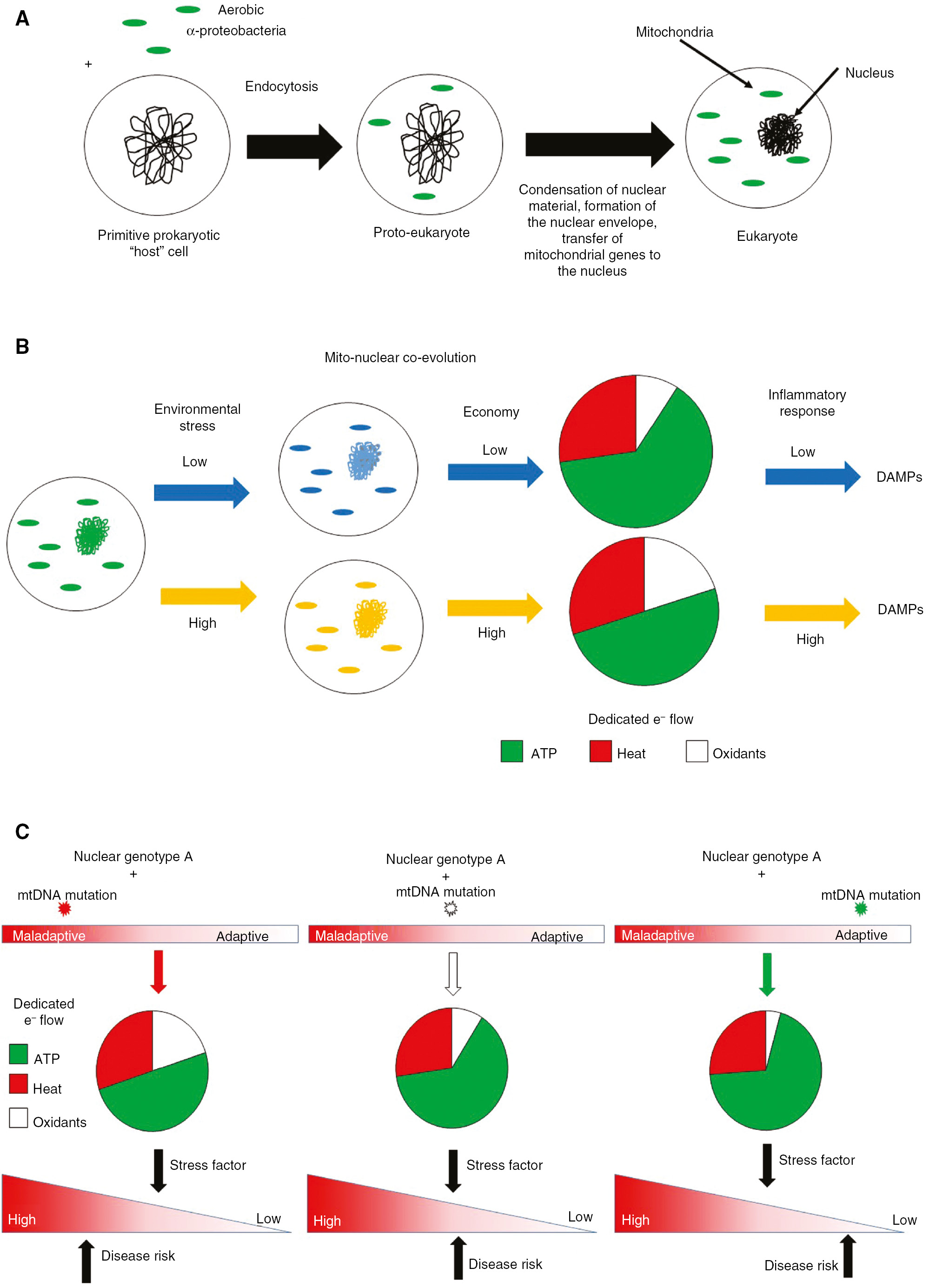 Figure 1: Mitochondrial-nuclear genetic interactions.
(A) Endosymbiotic origins of the eukaryote. Aerobic α -proteobacteria entered into an endosymbiotic relationship with a ‘primitive’ host cell ~1.5 billion years ago, creating a ‘proto-eukaryote’. As the endosymbiont and host genomes co-evolved, the former lost or transferred the majority of its genetic material to the ‘nucleus’, while retaining key catalytic subunits required to electron transport, forming the contemporary eukaryote, whereby mitochondrial and nuclear genomes co-evolve in response to environmental challenges. (B) Example of how this co-evolution manifests in metabolic changes – under low (blue) versus high (orange) conditions of environmental stress (e.g. nutrient availability), co-evolution of both genomes associate with differences in mitochondrial metabolism (low or high economy). Economy is linked to dedicated electron (e−) flow for ATP production, in that low economies require greater dedicated e− flow for ATP production to generate equivalent amounts of molecular energy (ATP), compared to those with high economy. Similarly, under conditions of positive energy balance, high and low economy is associated with increased and decreased oxidant production, respectively. Economy is also linked with energy loss (heat). Collectively, these differences may impact inflammatory response in that a pro-oxidative mitochondrion is more prone to generate oxidants and incur damage, releasing components (e.g. damage-associated molecular patterns – DAMPs) known to trigger host immune response. (C) Mitochondrial-nuclear genetic interaction and disease susceptibility. The figure illustrates three different mitochondrial genetic combinations with the same nuclear genetic background (Nuclear Genotype A). Each different mtDNA mutation (indicated by red, white and green stars) associated with the same nuclear background exhibits different degrees of biologic fitness and metabolism (e.g. dedicated e− flow). These differences will influence cellular response to a stress factor and the penetrance of the mito-nuclear genetic-based response, and thus disease risk (indicated by black arrows).