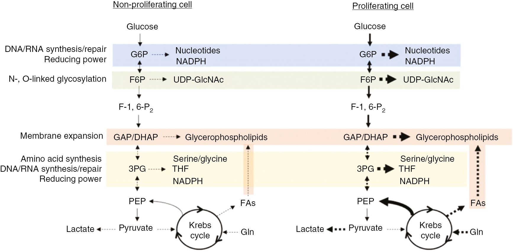 Figure 2: Simplified model of the metabolic changes occurring in non-proliferative and proliferative cells.
To support proliferation, cells take up more glucose and amino acids such as glutamine, which provide the carbon and nitrogen sources for catabolic processes and biosynthetic reactions. The pentose phosphate pathway (blue) supports nucleotide biosynthesis and regenerates NADPH, which provides reducing power to biosynthetic and redox pathways. The hexosamine biosynthetic pathway (green) produces UDP-GlcNAc, which is important for the glycosylation reactions that regulate protein folding and function. While the glycerol backbone of phospholipids is synthesized via the glycolytic precursor dihydroxacetone phosphate (DHAP), the fatty acyl chains can be synthesized via carbon engendered in the Krebs cycle (brown). The serine biosynthesis pathway is also important not only for serine and glycine synthesis, but also for the formation of methyl donors such as methylene tetrahydrofolate and for NADPH generation (yellow).