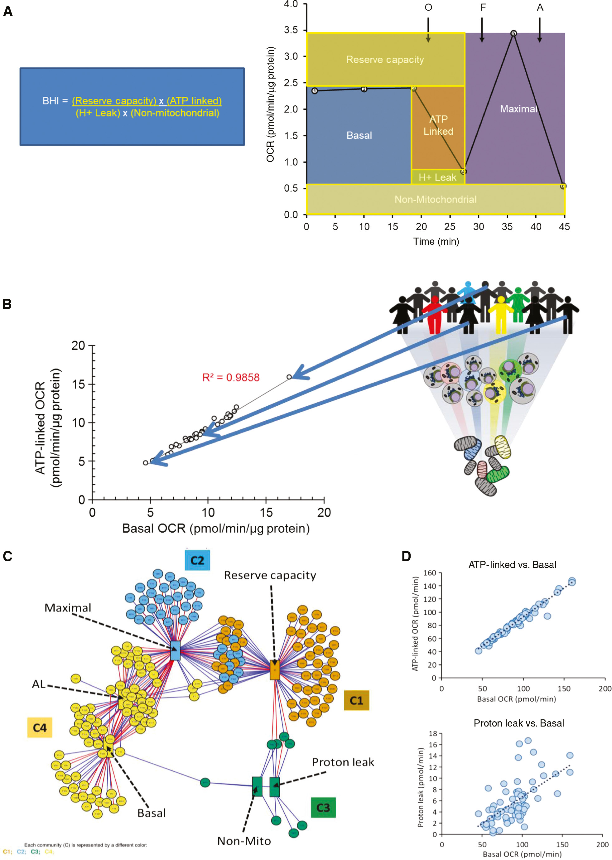 Figure 3: Translational bioenergetics and metabolomics in human platelets.
(A) The key features of the MST are shown derived from the sequential addition of oligomycin [O-a complex V inhibitor, FCCP (F-an uncoupler) and antimycin (A-an inhibitor of complex III)]. The integration of these parameters into the bioenergetic health index (BHI) is also shown (Chacko et al., 2014). (B) The relationship between ATP-linked and basal OCR in platelets isolated from a cohort of healthy volunteers where each (ο) represents the values for a single individual. The regression line is shown with the corresponding R2 value and representative individuals indicated by the arrows. (C) Metabolomics analysis of platelet samples integrated with energetic parameters using the xMWAS analysis to define the bioenergetic-metabolite interactome (Chacko et al., 2019). The bioenergetic parameters are represented by the labeled rectangles and the metabolic features by the circles. Each edge (colored line) represents a positive (blue) or negative (red) association and the communities C1–C4 are represented by different colors. (D) The regression analysis for platelets isolated from 85 healthy individuals of the indicated parameters from the MST. ATP-linked respiration is highly correlated with basal respiration whereas the correlation with proton leaks is much weaker (adapted from Chacko et al., 2019).