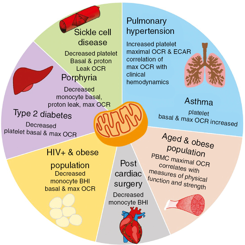 Figure 4: Blood-based bioenergetics in human populations.
Summary of studies in which bioenergetic changes were measured in monocytes, PBMCs or platelets isolated from human subjects with diagnosed pulmonary hypertension (Nguyen et al., 2017), asthma (Xu et al., 2015; Winnica et al., 2019), type 2 diabetes (Avila et al., 2012; Czajka et al., 2015), porphyria (Chacko et al., 2019), sickle cell disease (Cardenes et al., 2014) or after cardiac surgery (Kramer et al., 2015). Bioenergetics were also studied in an HIV-positive population with differing body mass (Willig et al., 2017) and in older obese adults (Tyrrell et al., 2015).
